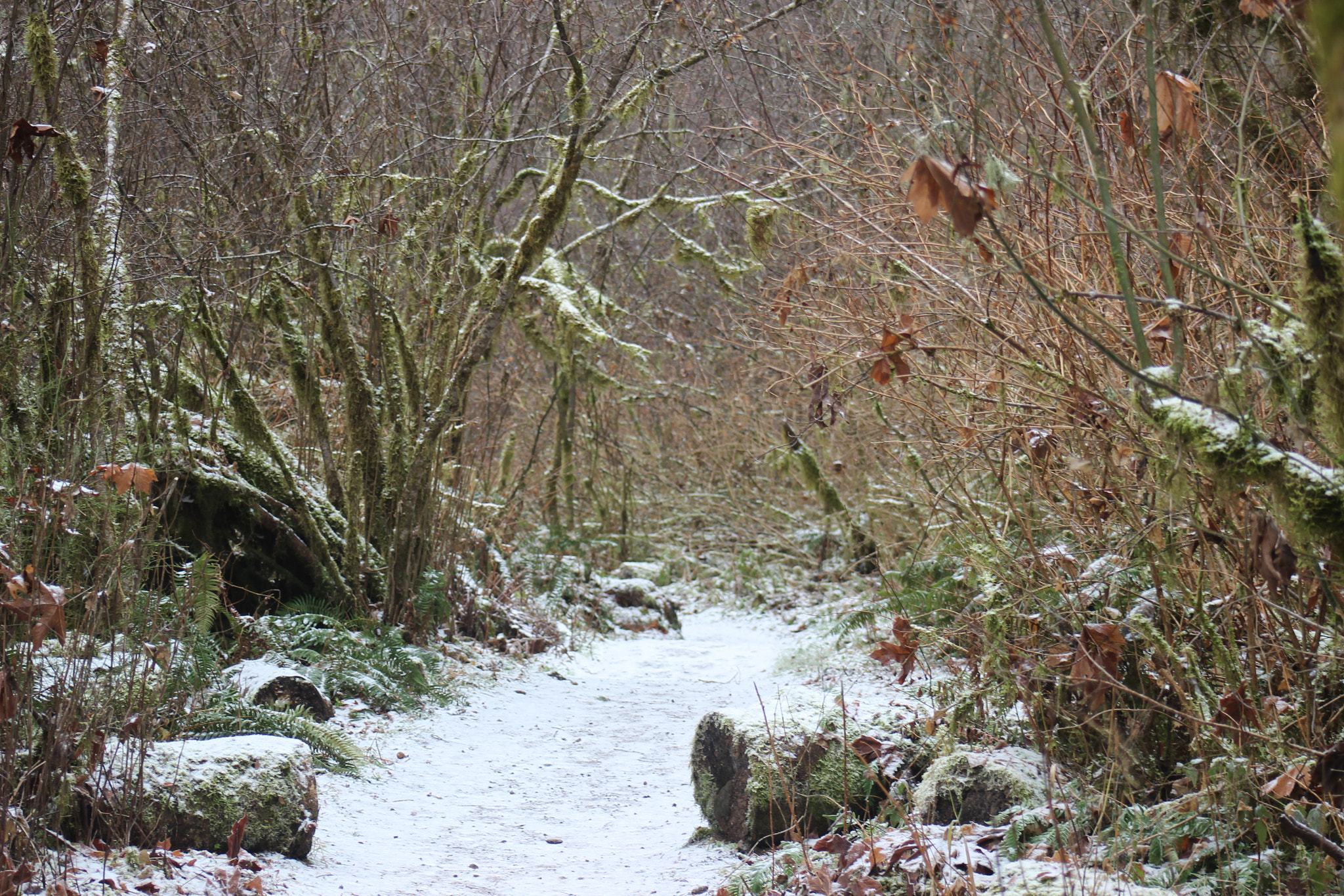Canon EF 75-300mm f/4-5.6 sample photo. Snowy woods photography