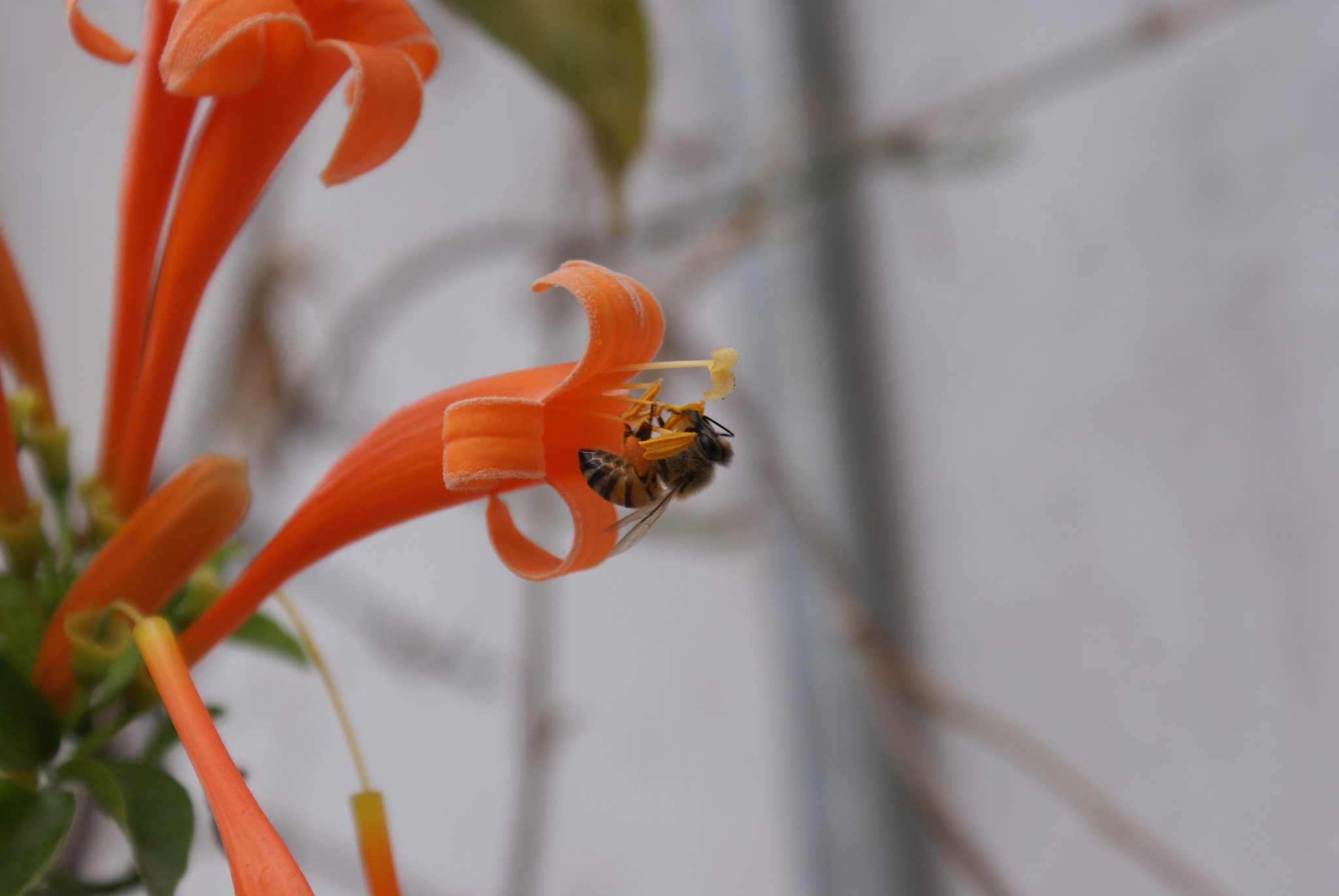 Sony DT 18-70mm F3.5-5.6 sample photo. Abeja photography