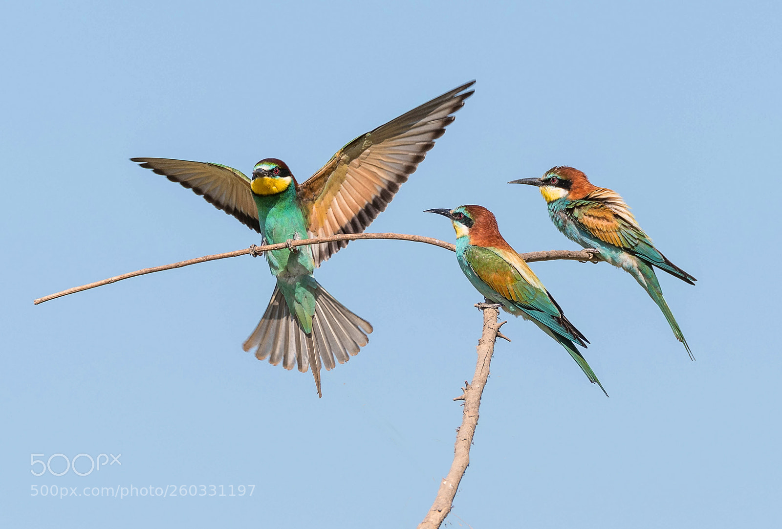 Nikon D500 sample photo. Bee-eaters photography