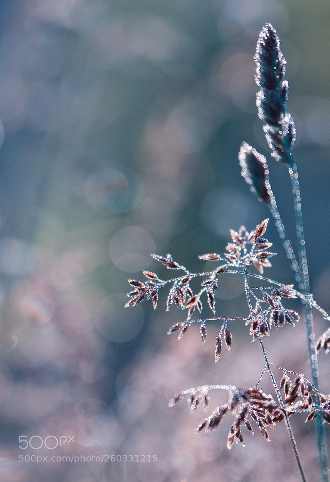 Nikon D800 sample photo. Sparkling spring photography