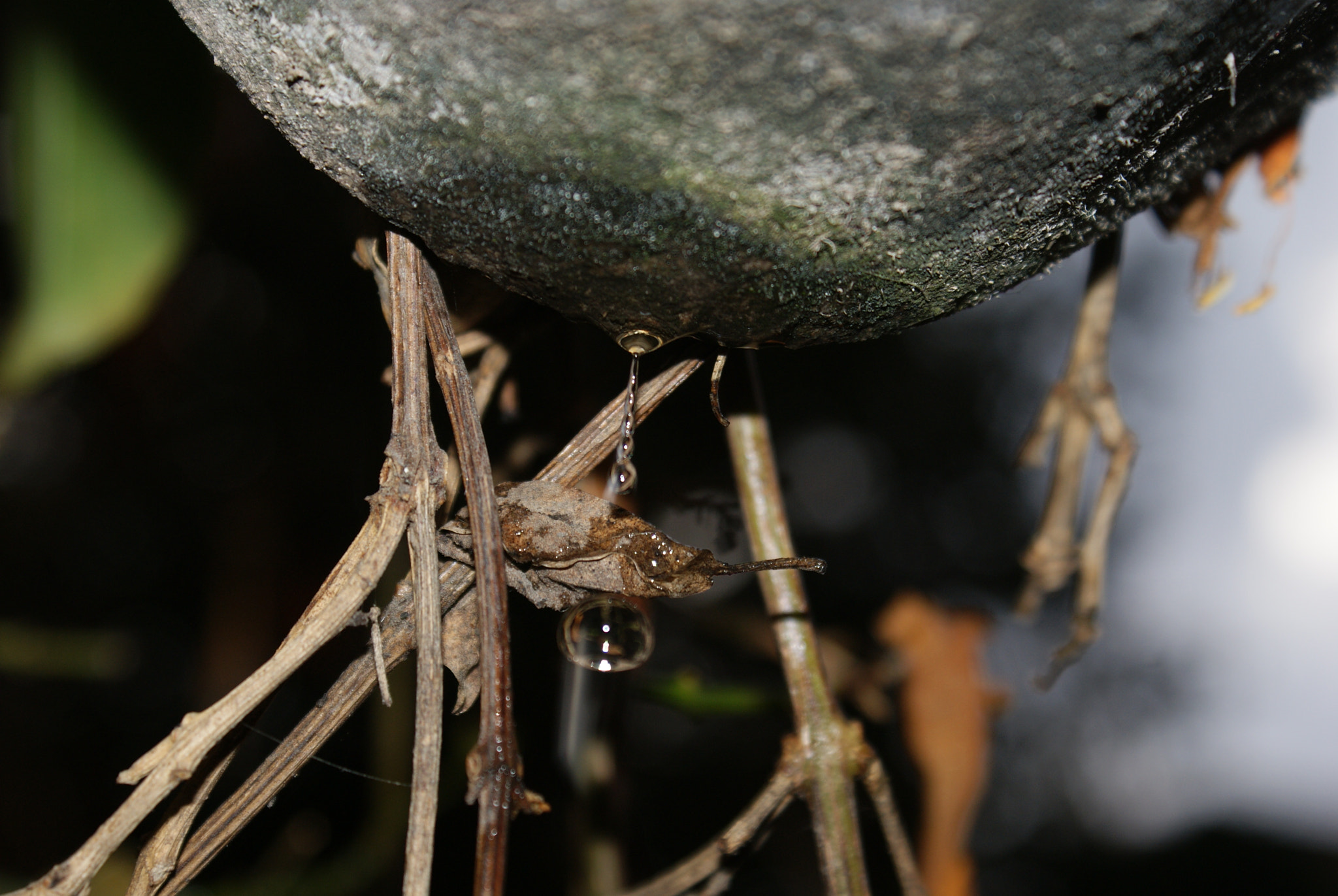 Sony DT 18-70mm F3.5-5.6 sample photo. Gota photography