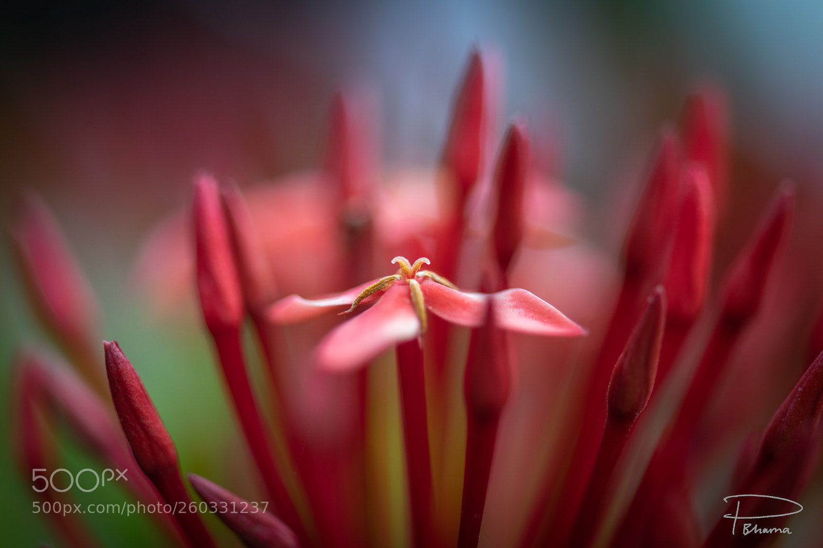 Nikon D850 sample photo. Tiny flower photography