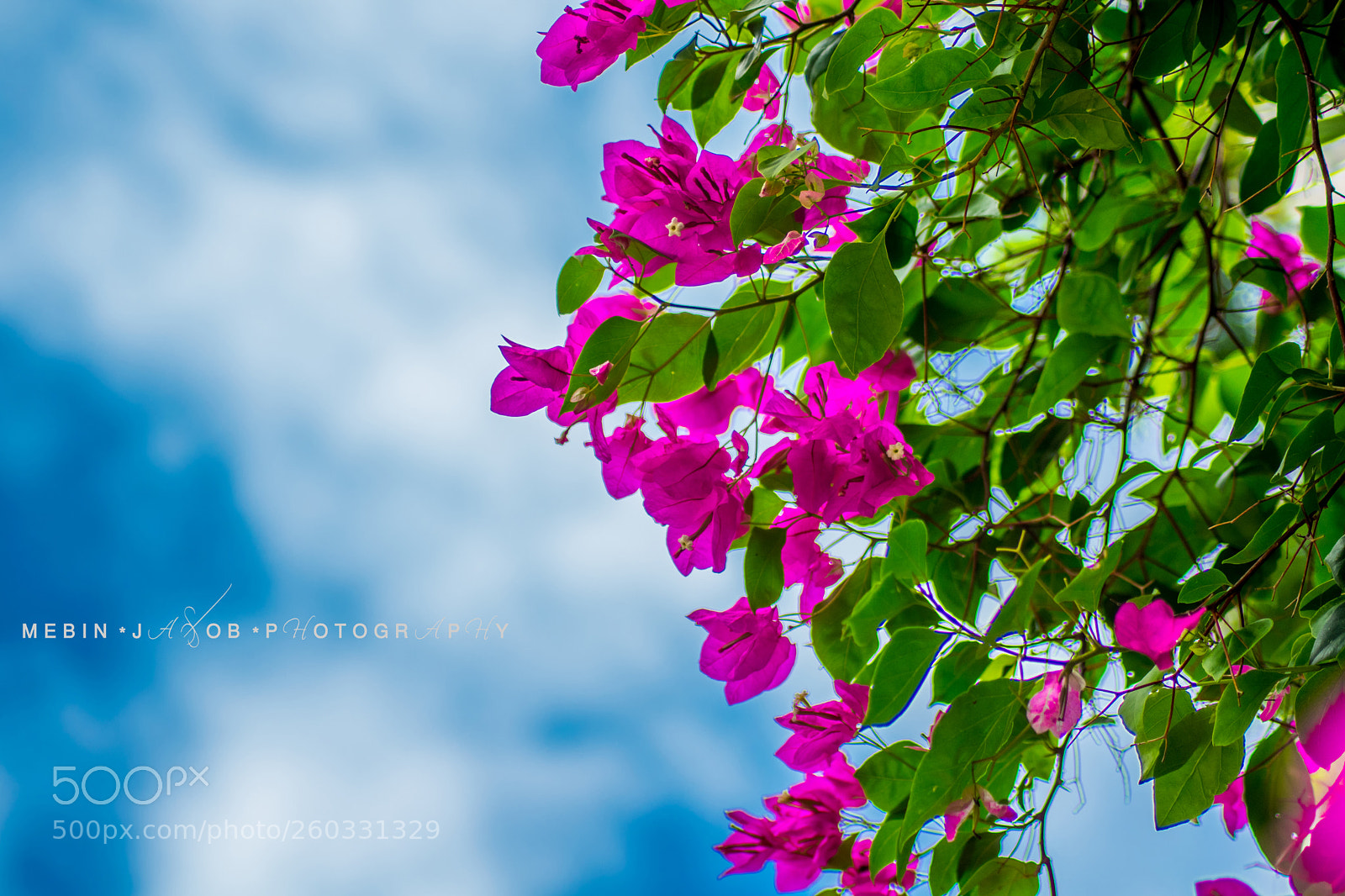 Nikon D5300 sample photo. Blue and green photography