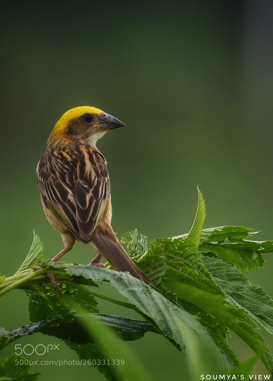 Nikon D7200 sample photo. Monsoon beauty photography