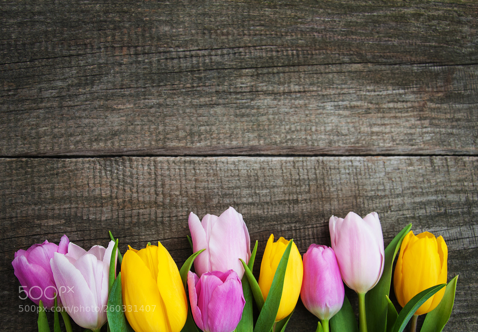 Nikon D90 sample photo. Spring tulips photography