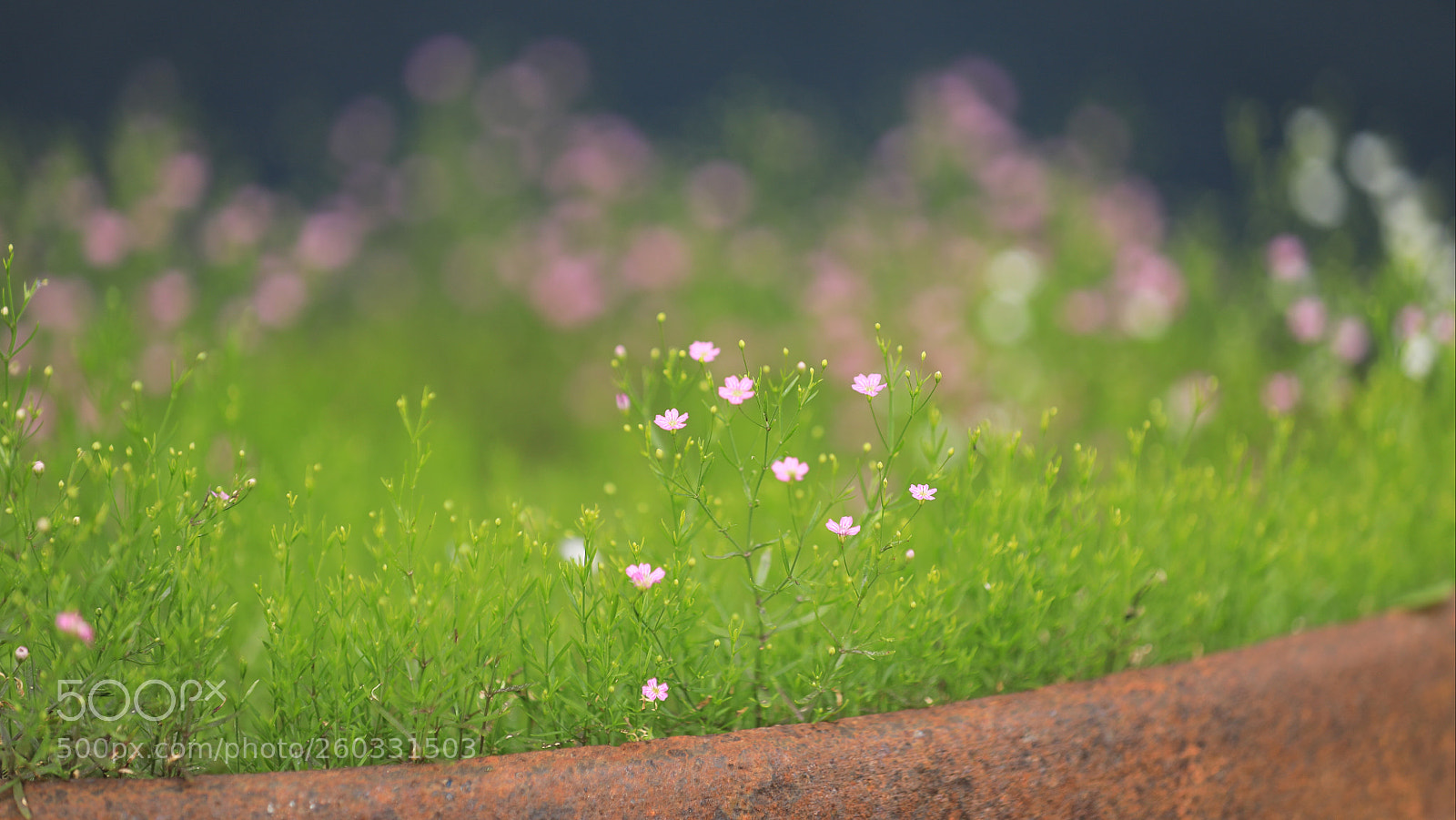 Canon EOS 5D Mark IV sample photo. 봄맞이꽃 photography