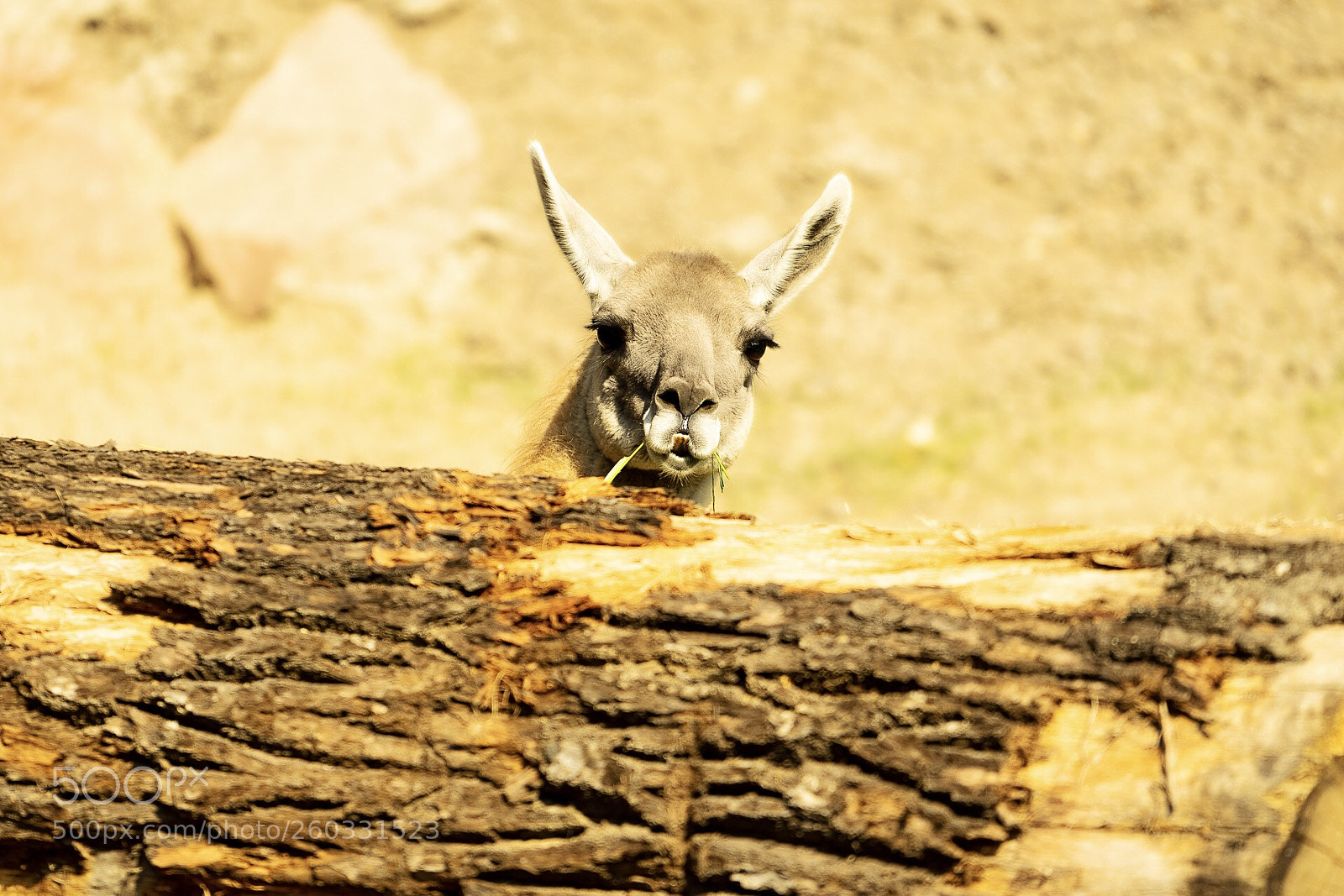 Sony a7R sample photo. Hiding  photography