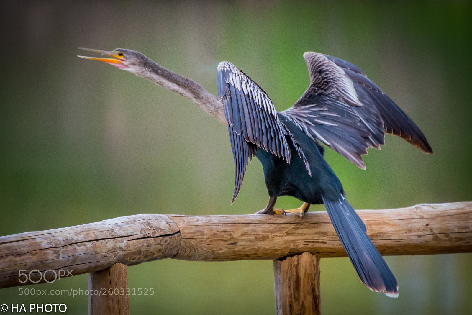 Nikon D800 sample photo. Double-crested cormorant photography