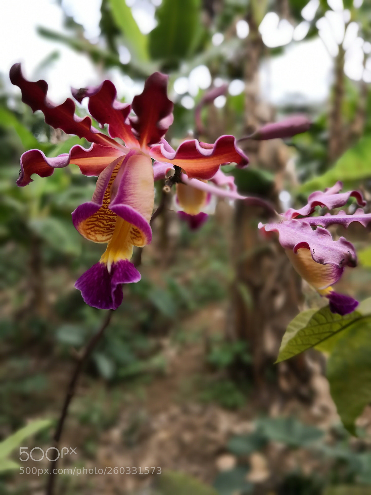 HUAWEI Mate 10 Pro sample photo. Untitled photography