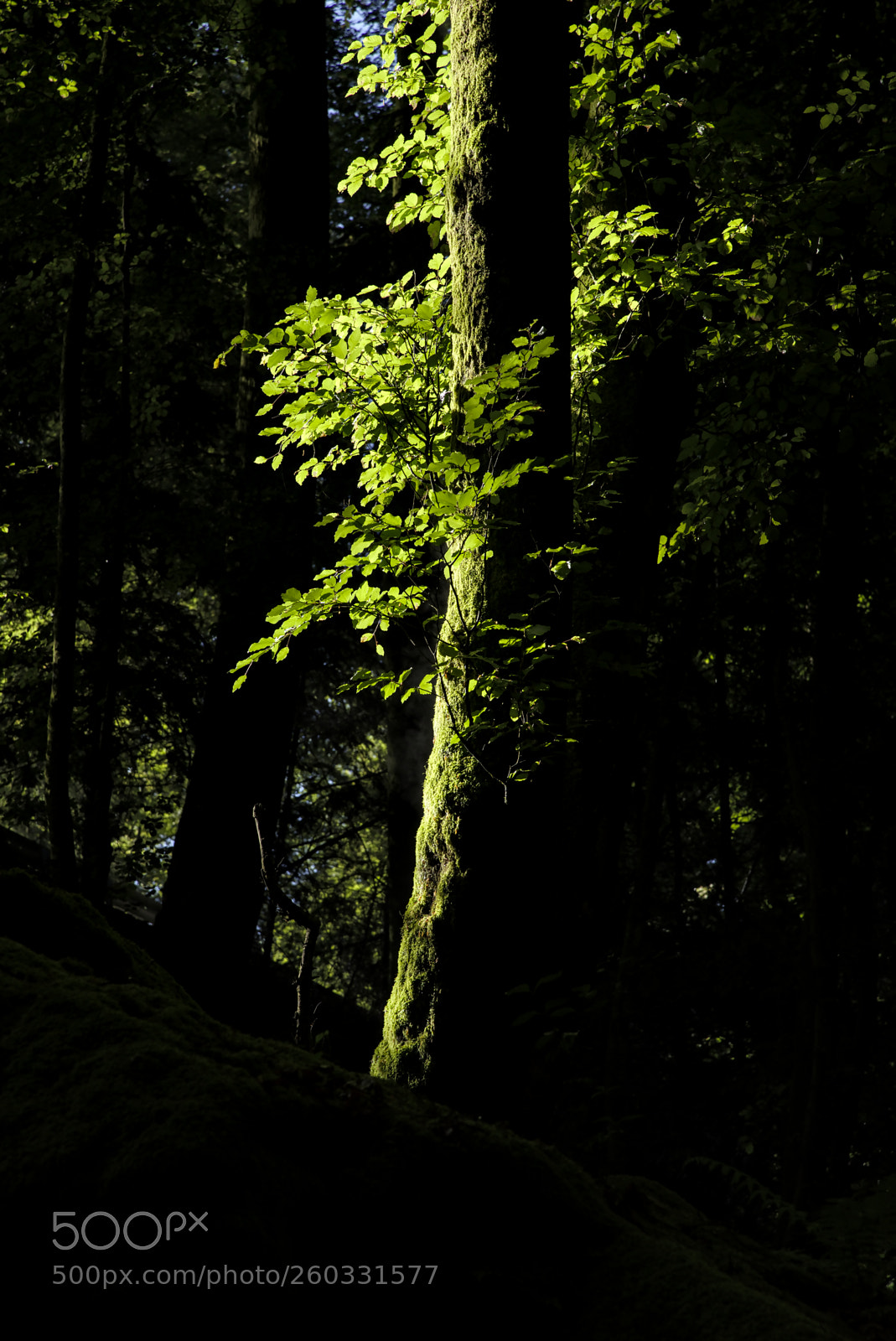 Nikon D750 sample photo. Tree35 photography