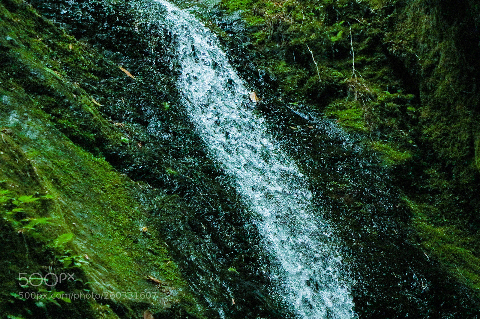 Canon EOS 80D sample photo. The moss photography