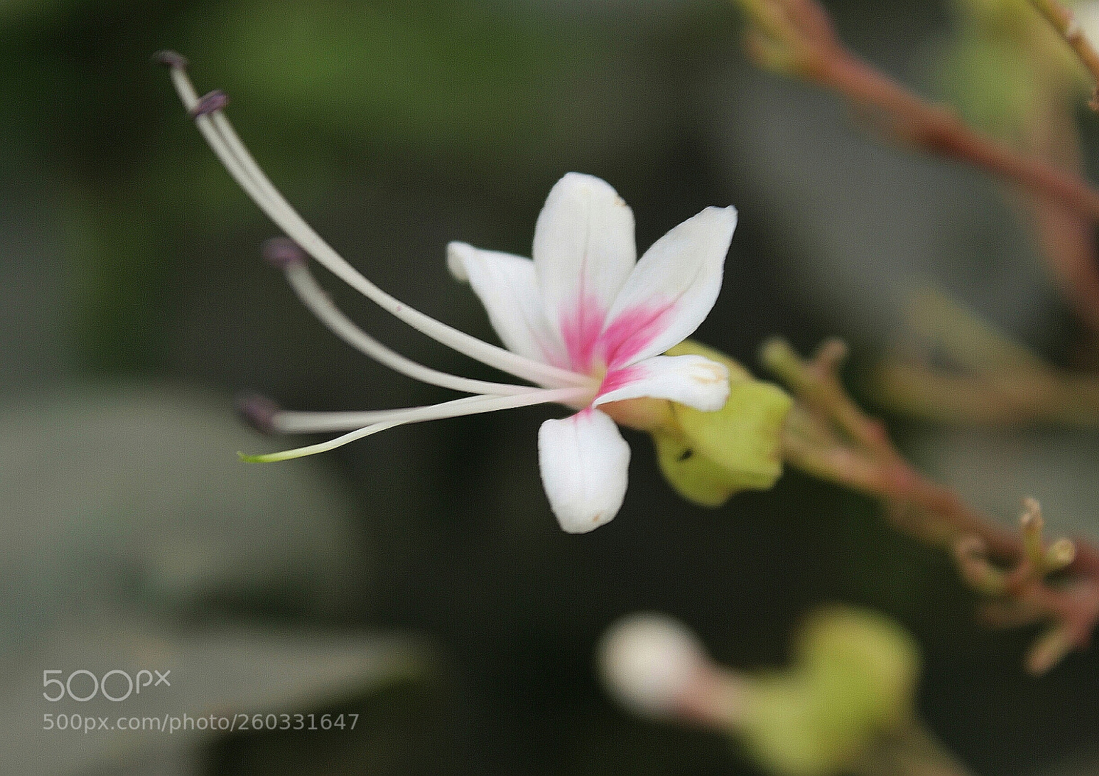 Canon EOS 700D (EOS Rebel T5i / EOS Kiss X7i) sample photo. A sign of divine. photography