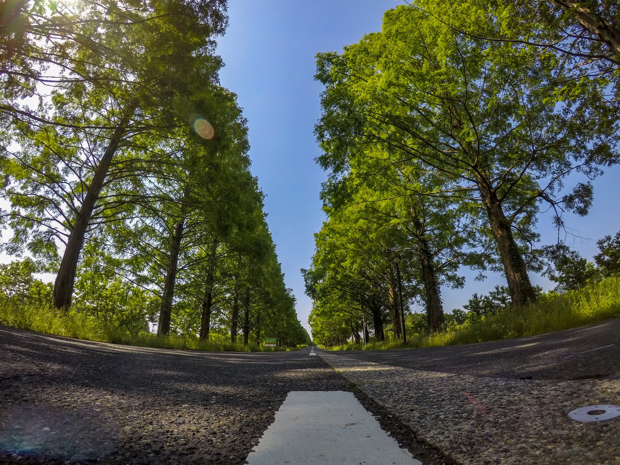 GoPro Hero5 Black sample photo. Metasequoia road  shiga japan photography