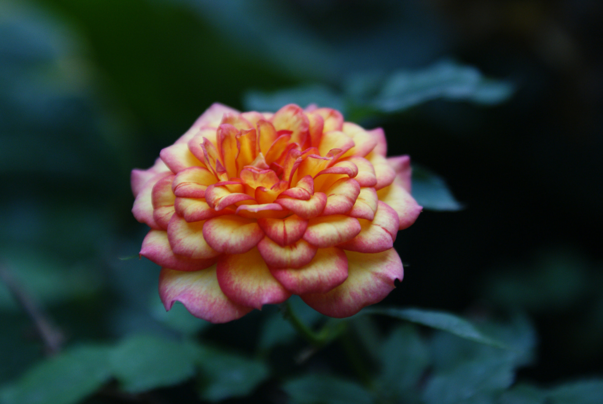 Sony Alpha DSLR-A200 sample photo. Rosa photography