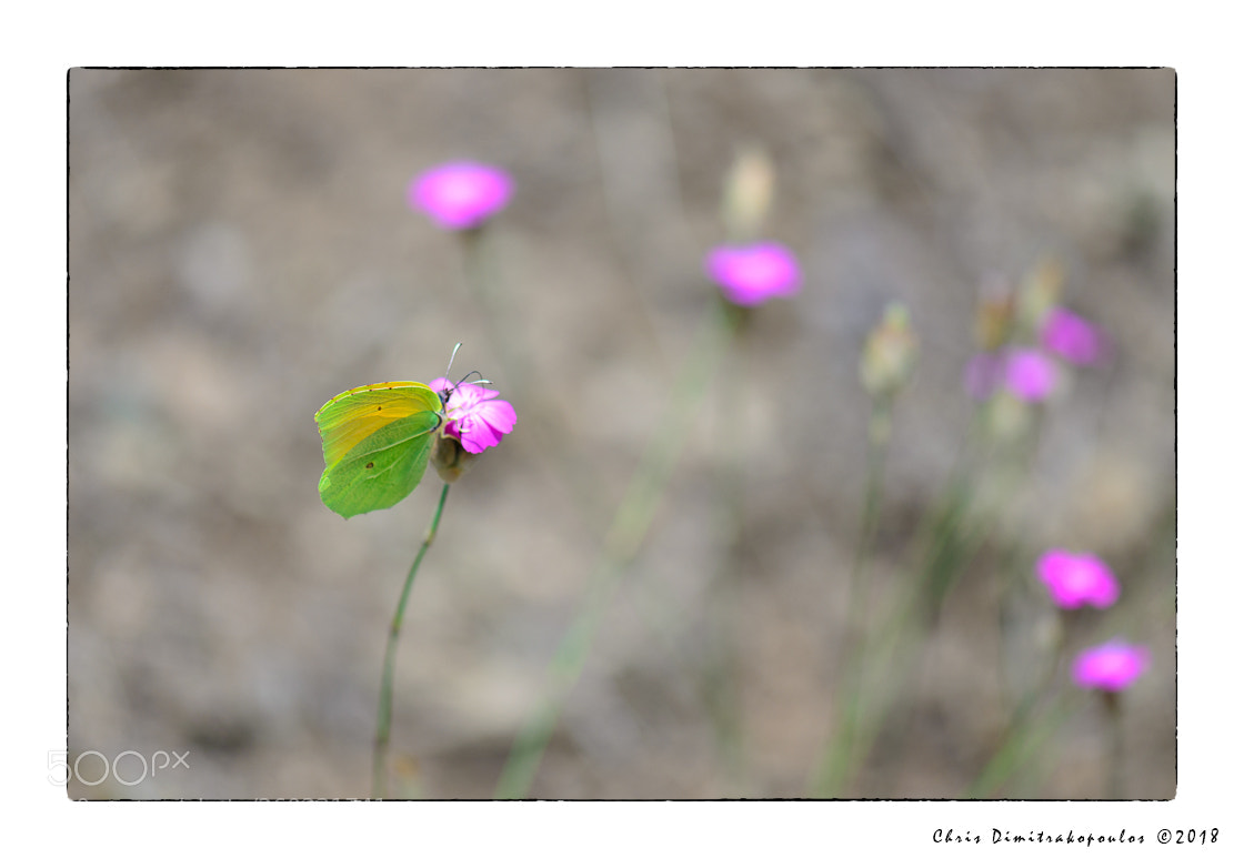 Nikon D7000 sample photo. A yellow butterfly on photography