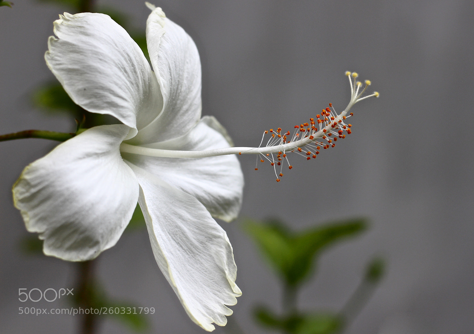 Canon EOS 700D (EOS Rebel T5i / EOS Kiss X7i) sample photo. Orange pollen photography