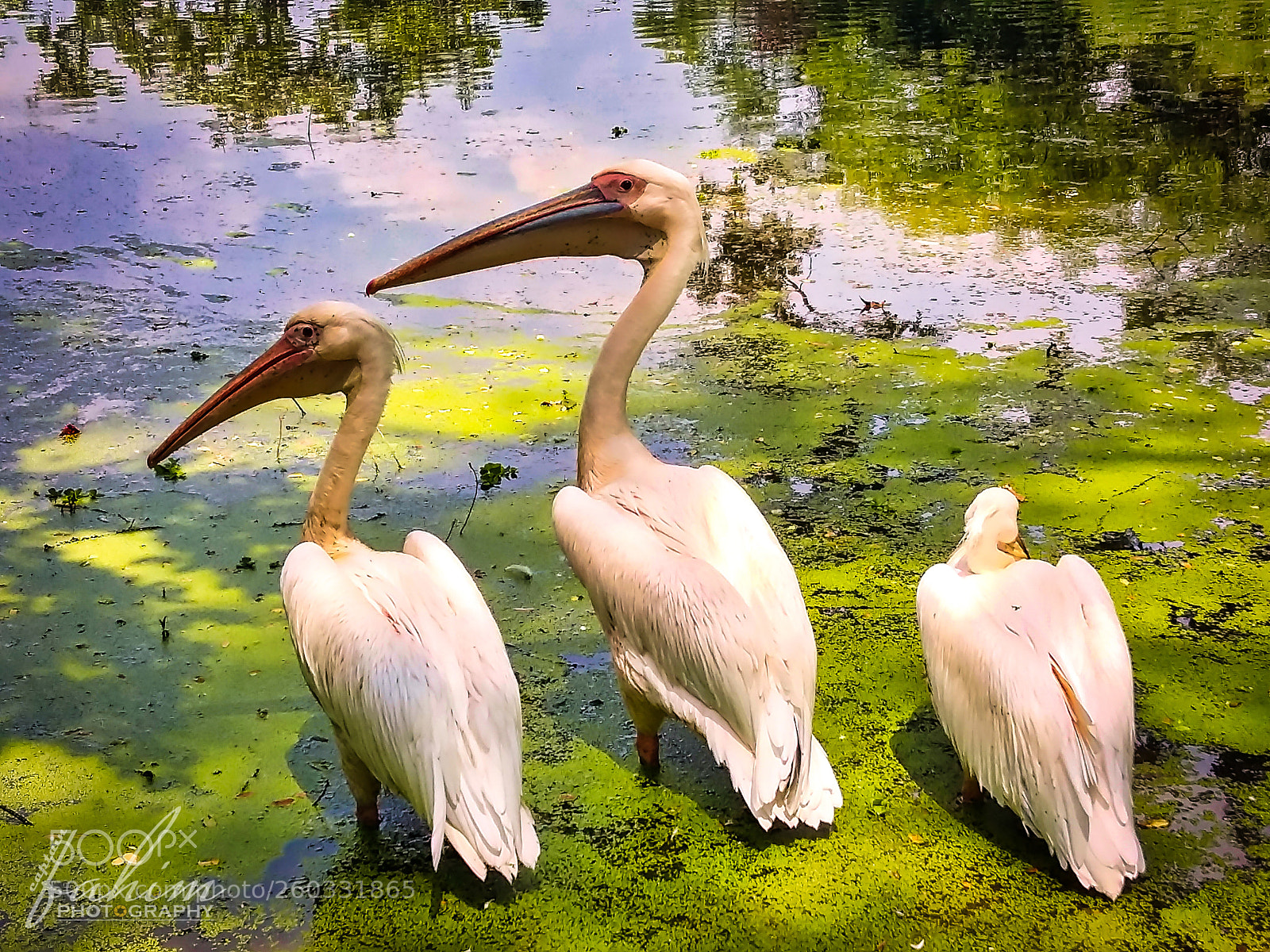 Samsung Galaxy A5 sample photo. Ciconiiformes_20170904_113231 photography