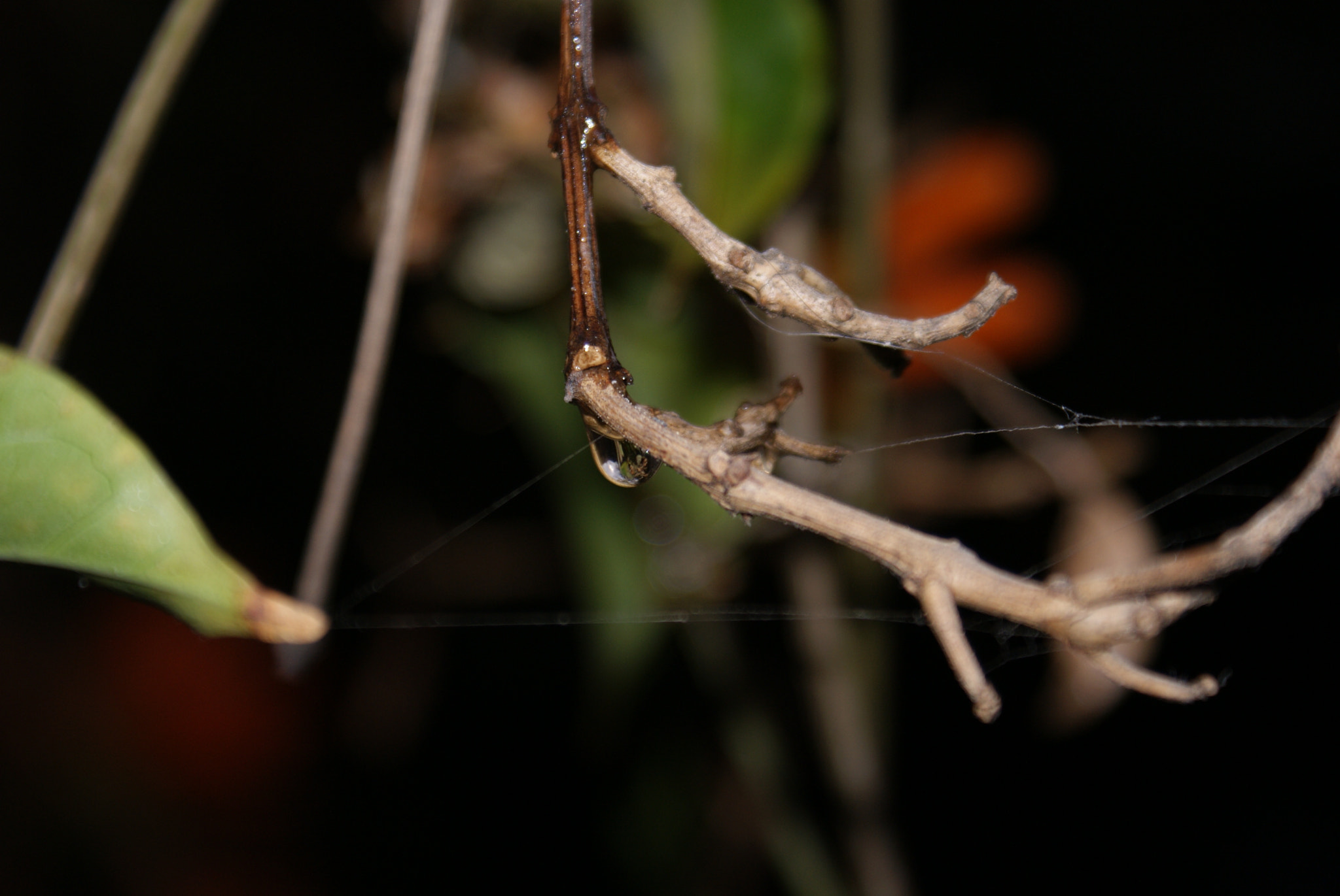 Sony DT 18-70mm F3.5-5.6 sample photo