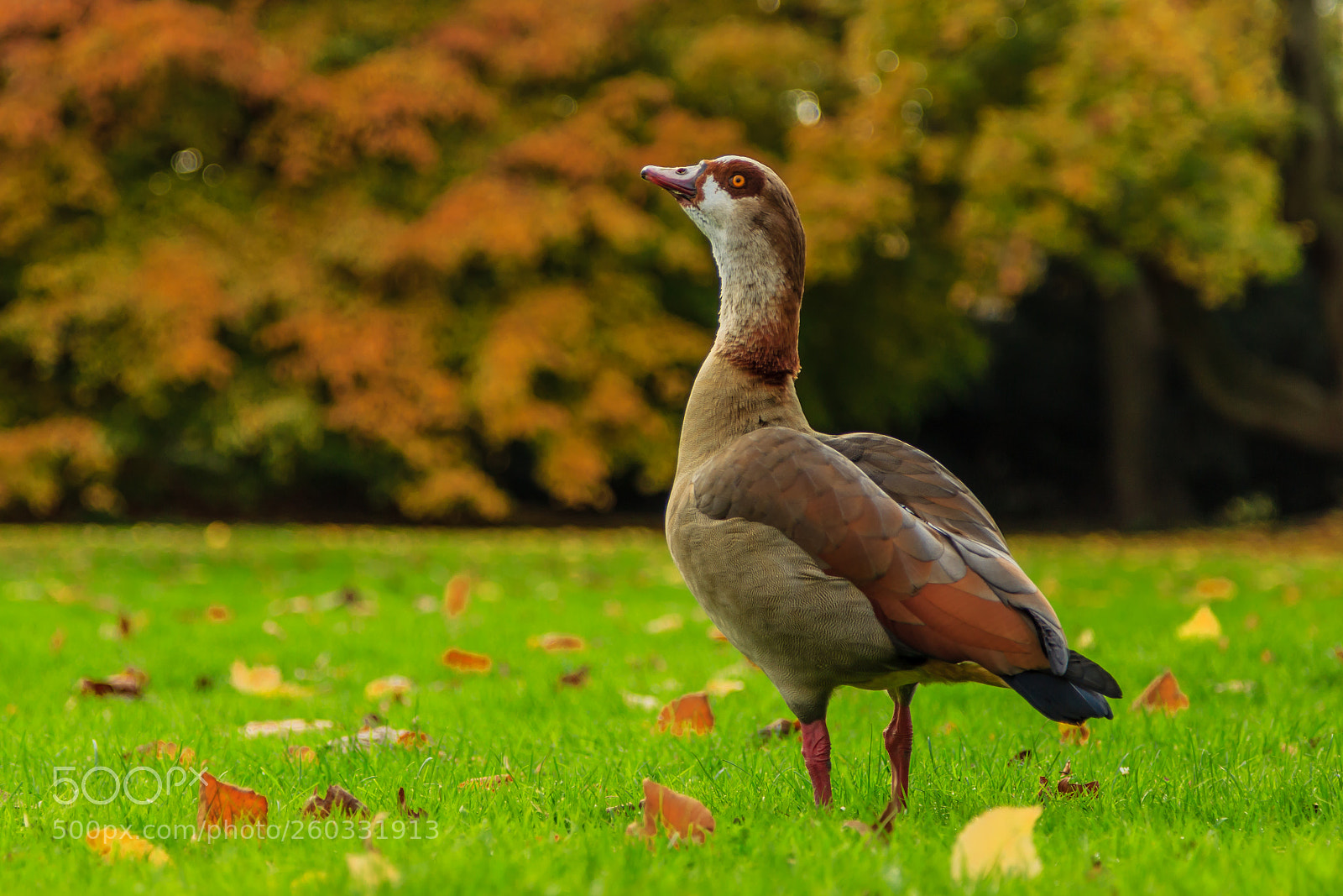 Canon EOS 600D (Rebel EOS T3i / EOS Kiss X5) sample photo. Goose photography
