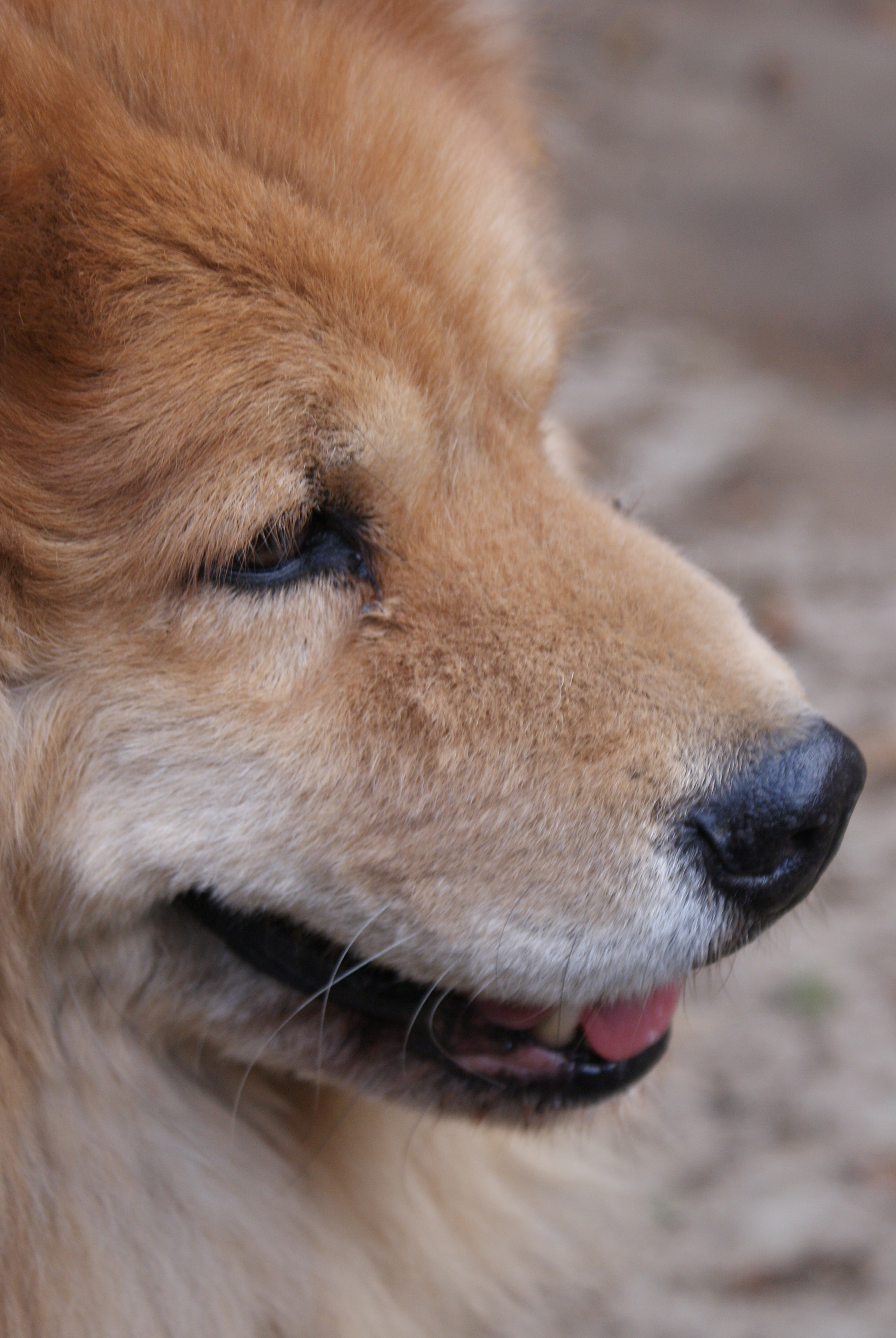 Sony DT 18-70mm F3.5-5.6 sample photo. Perrito photography