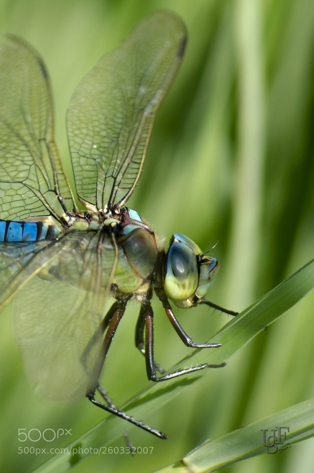 Nikon D5100 sample photo. Libelle ! (dragon-fly) photography