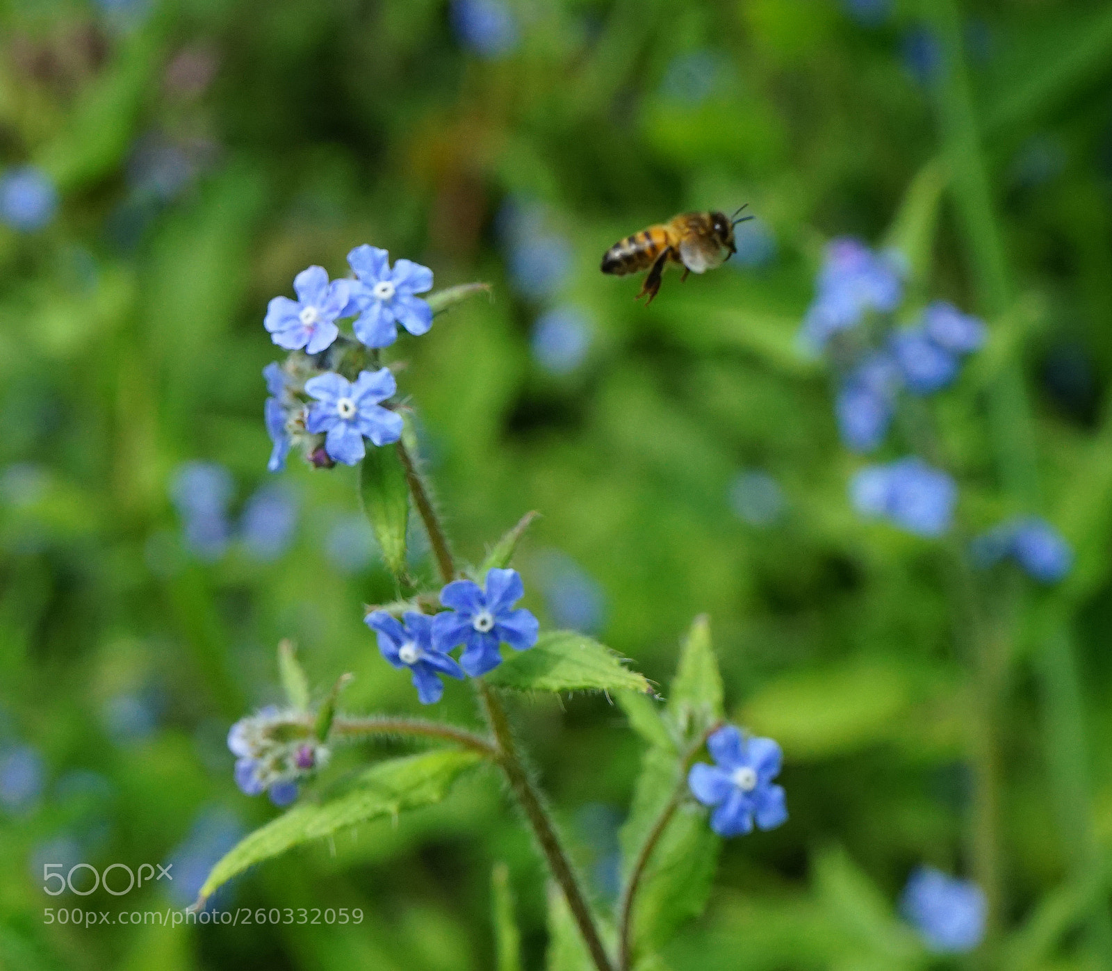 Sony a7 II sample photo. Bee off photography