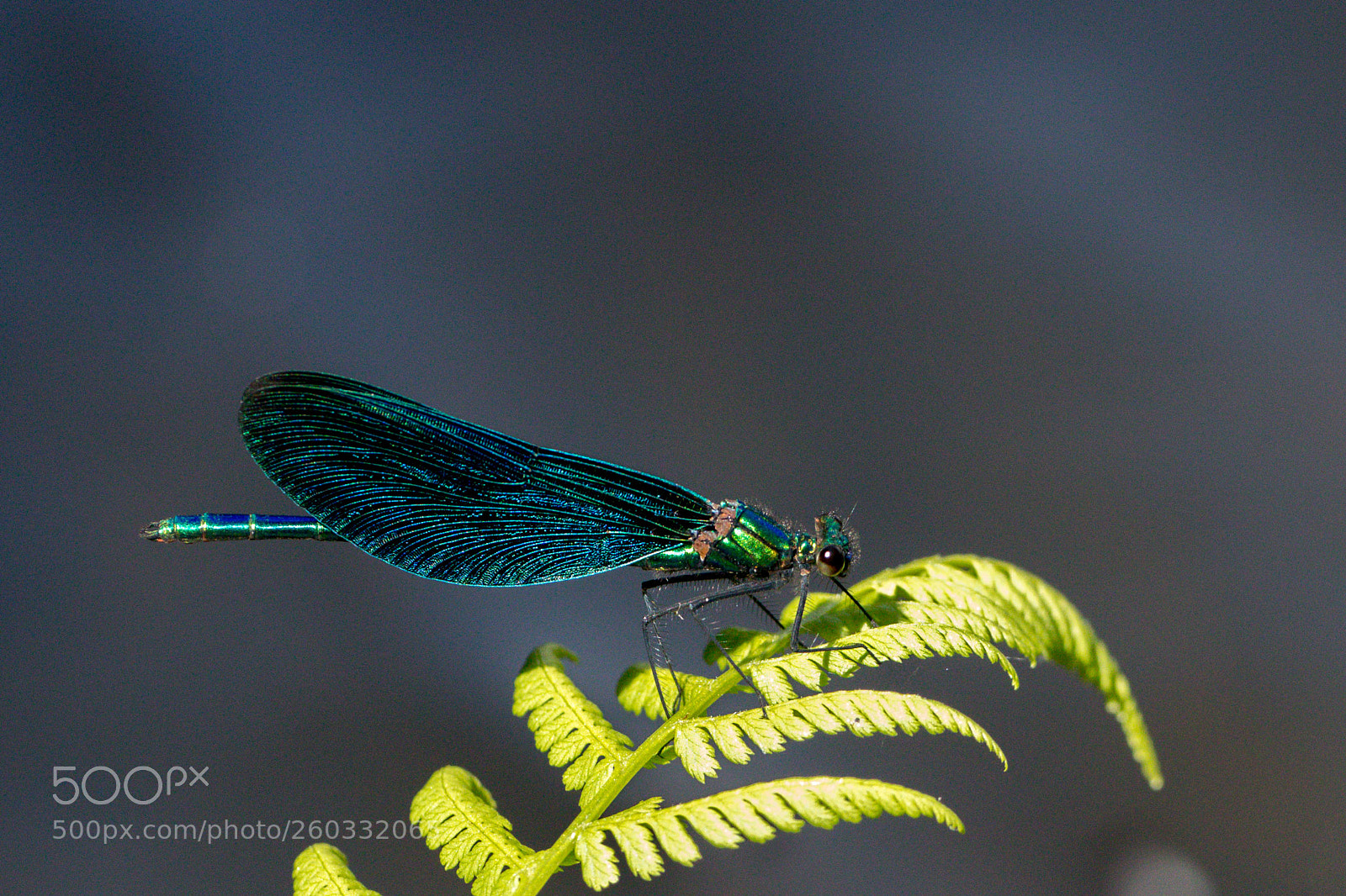 Canon EOS 80D sample photo. Beautiful demoiselle photography