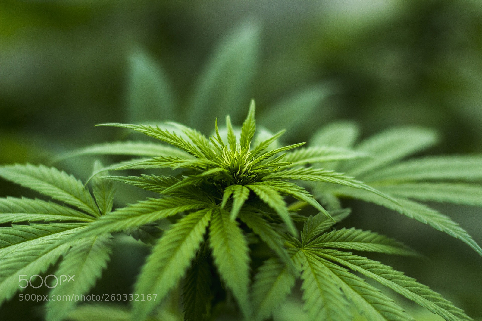 Canon EOS 600D (Rebel EOS T3i / EOS Kiss X5) sample photo. Buy weed online canada photography