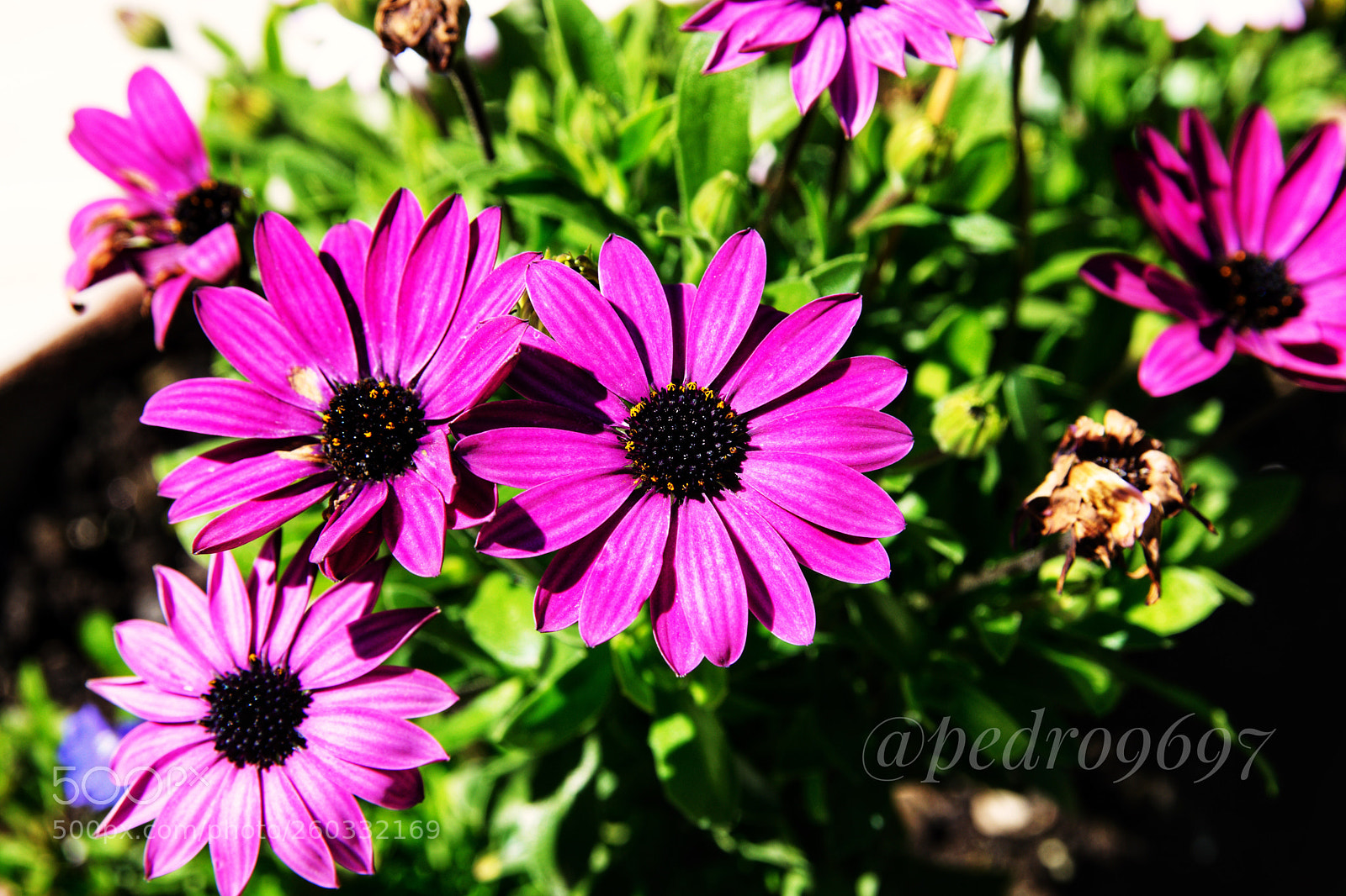 Nikon D3300 sample photo. Flowers photography