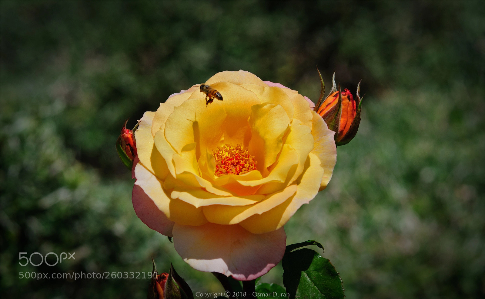 Nikon D300 sample photo. Just leaving... photography