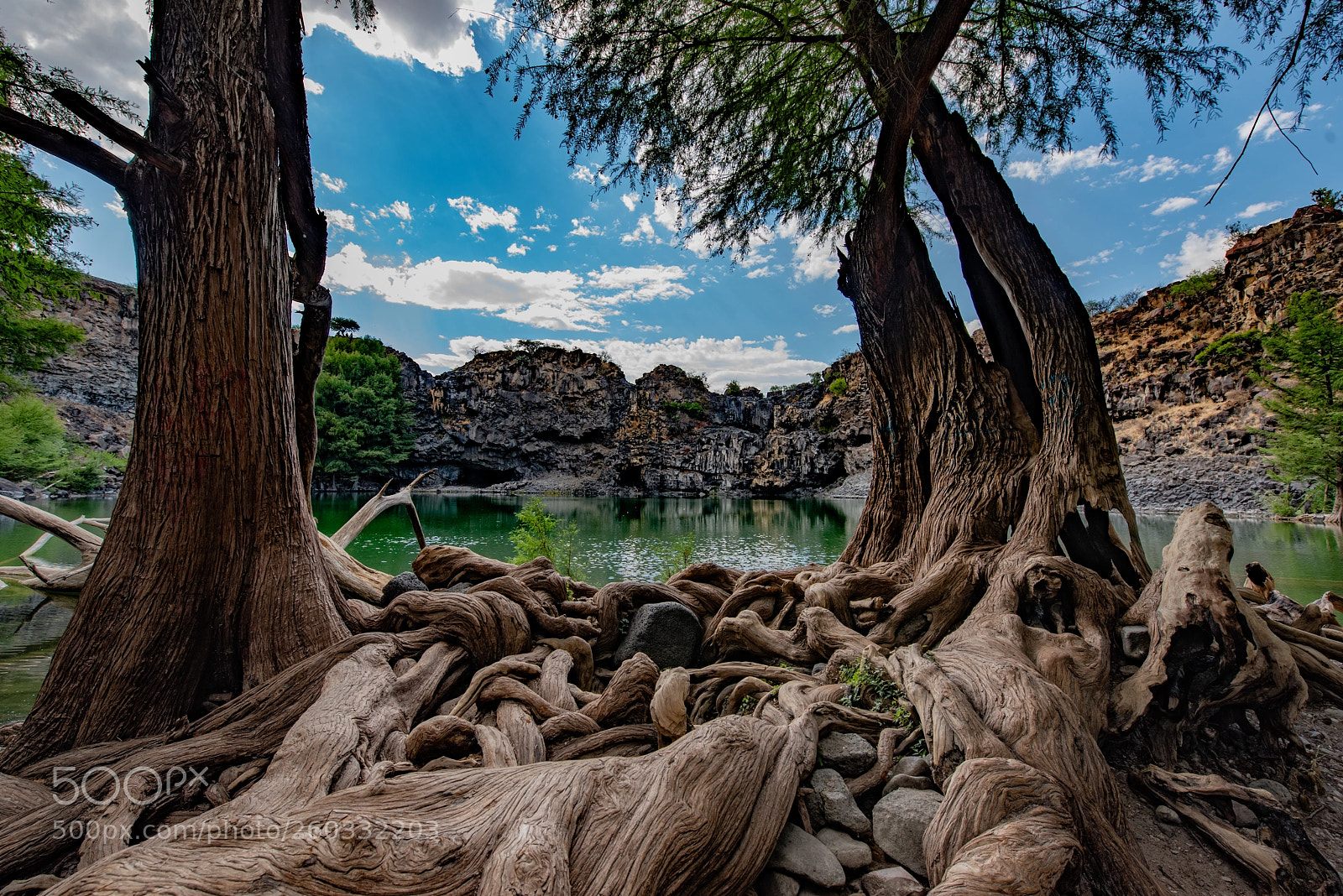 Nikon D810 sample photo. Roots photography