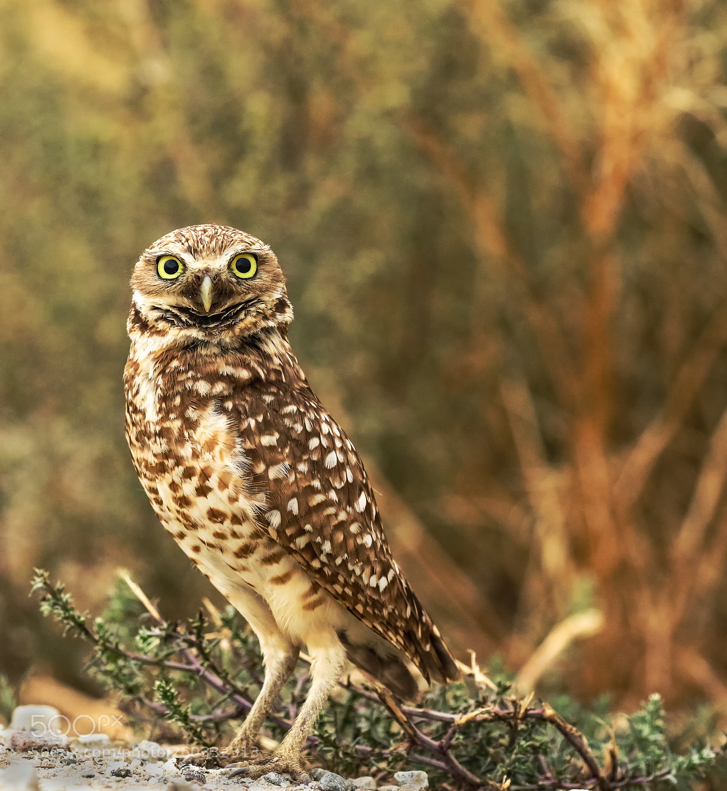 Canon EOS 7D Mark II sample photo. Burrow owl. photography