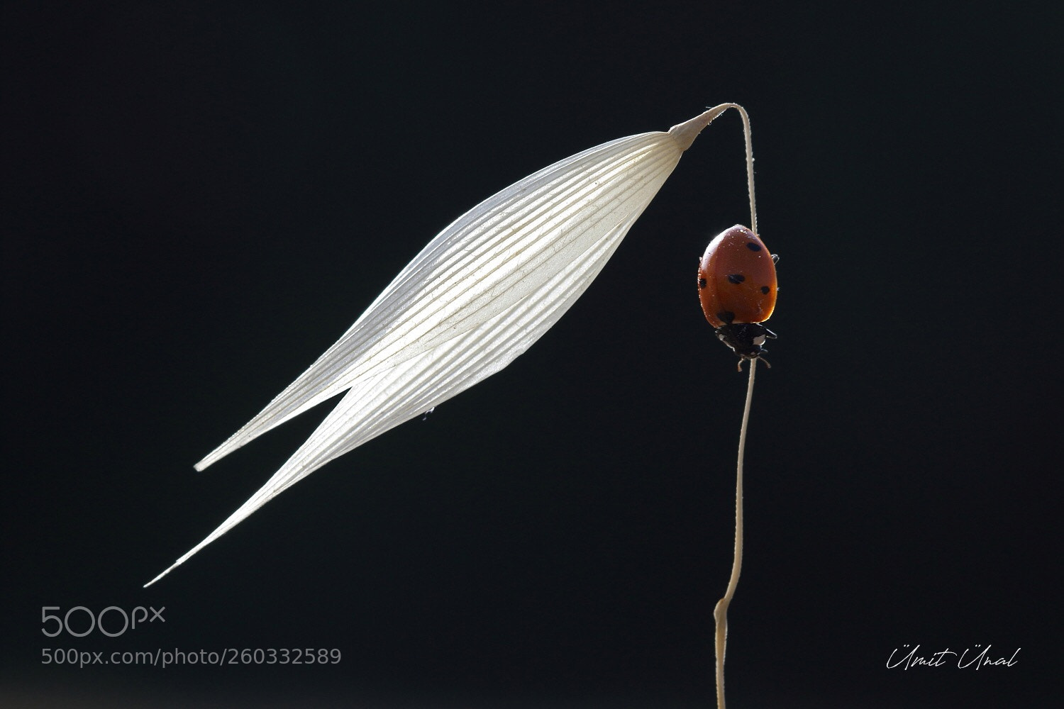 Canon EOS 7D Mark II sample photo. Ladybug photography