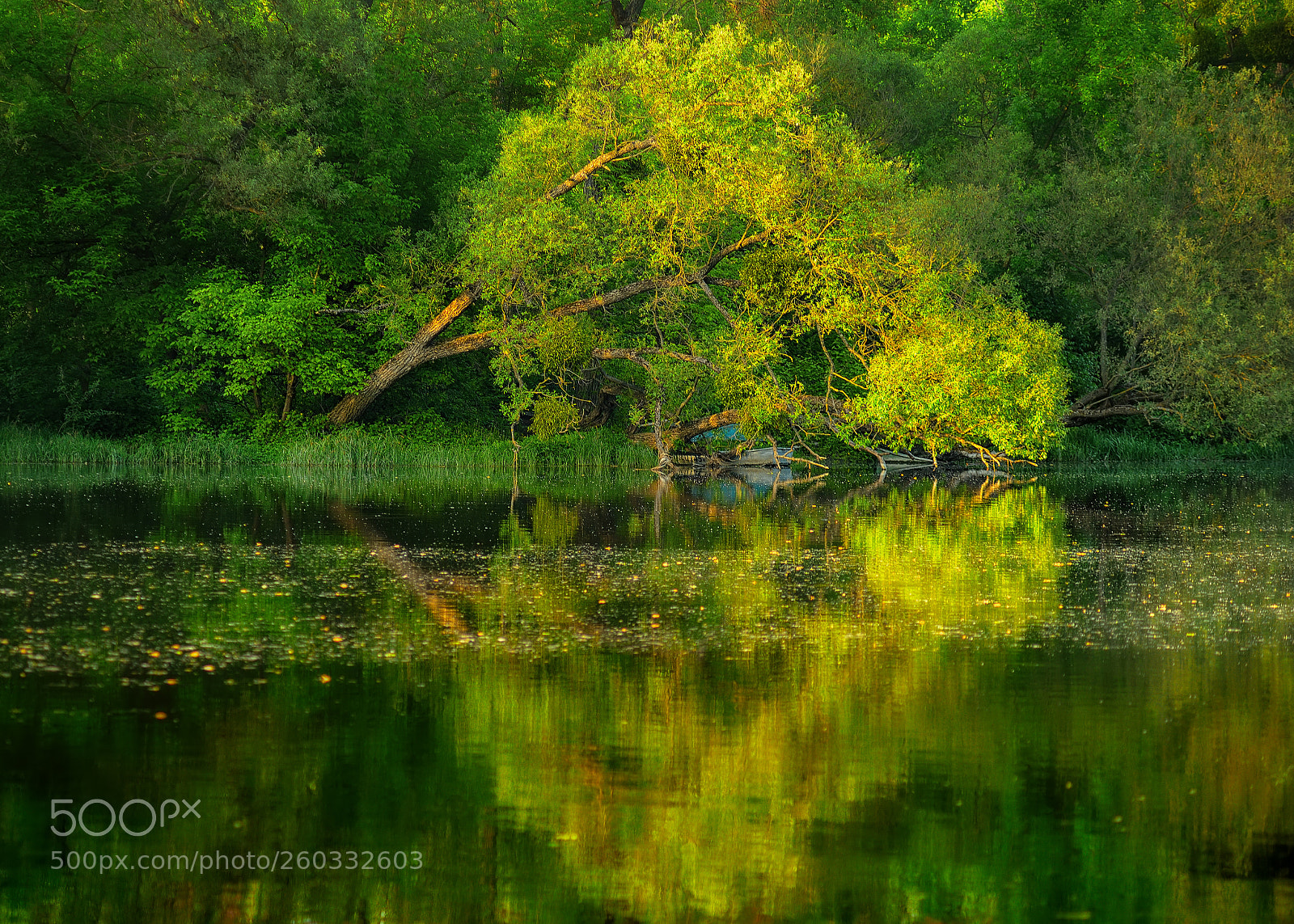 Nikon D800E sample photo. Tree photography