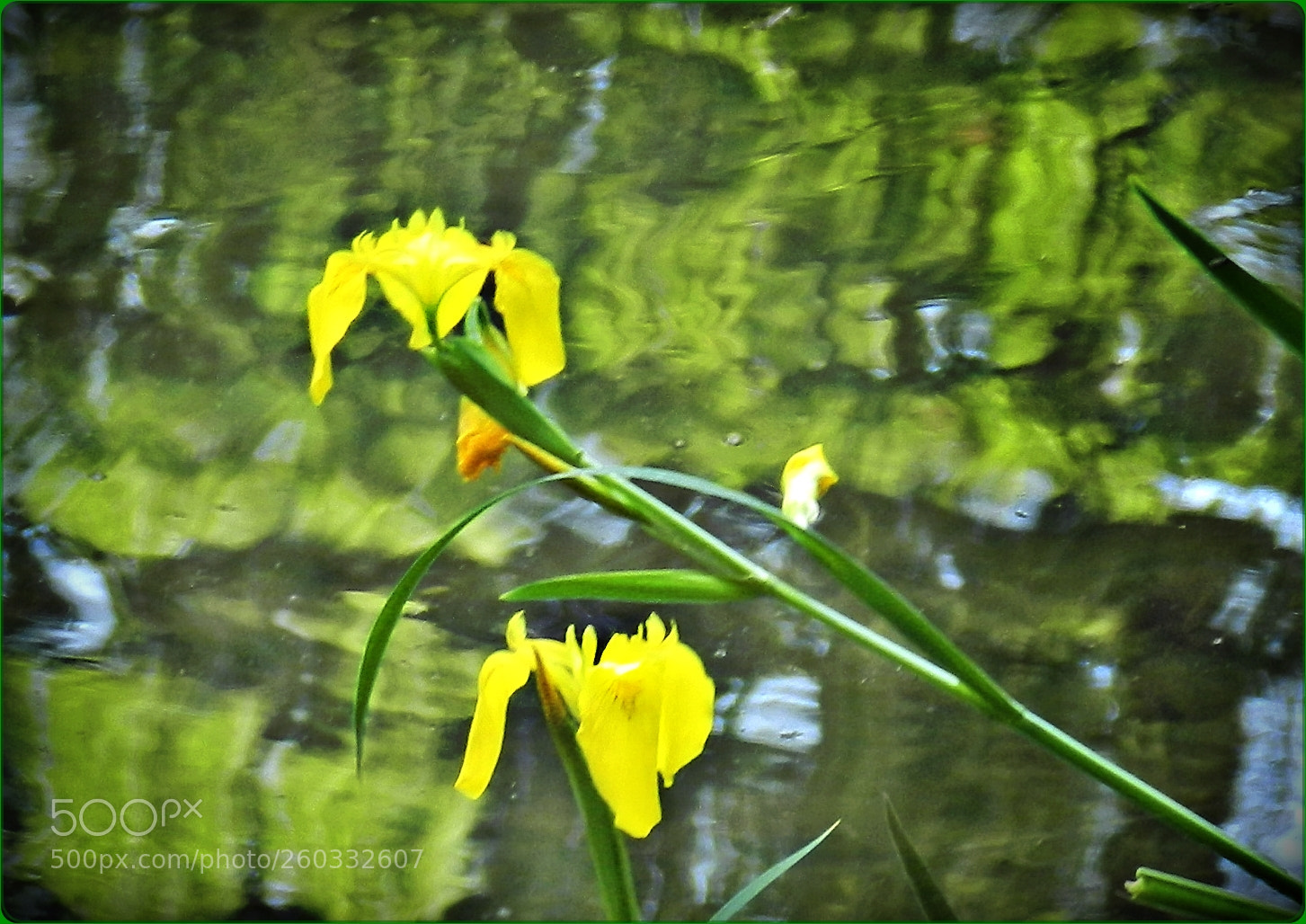 Nikon Coolpix P500 sample photo. Summer at the lake photography