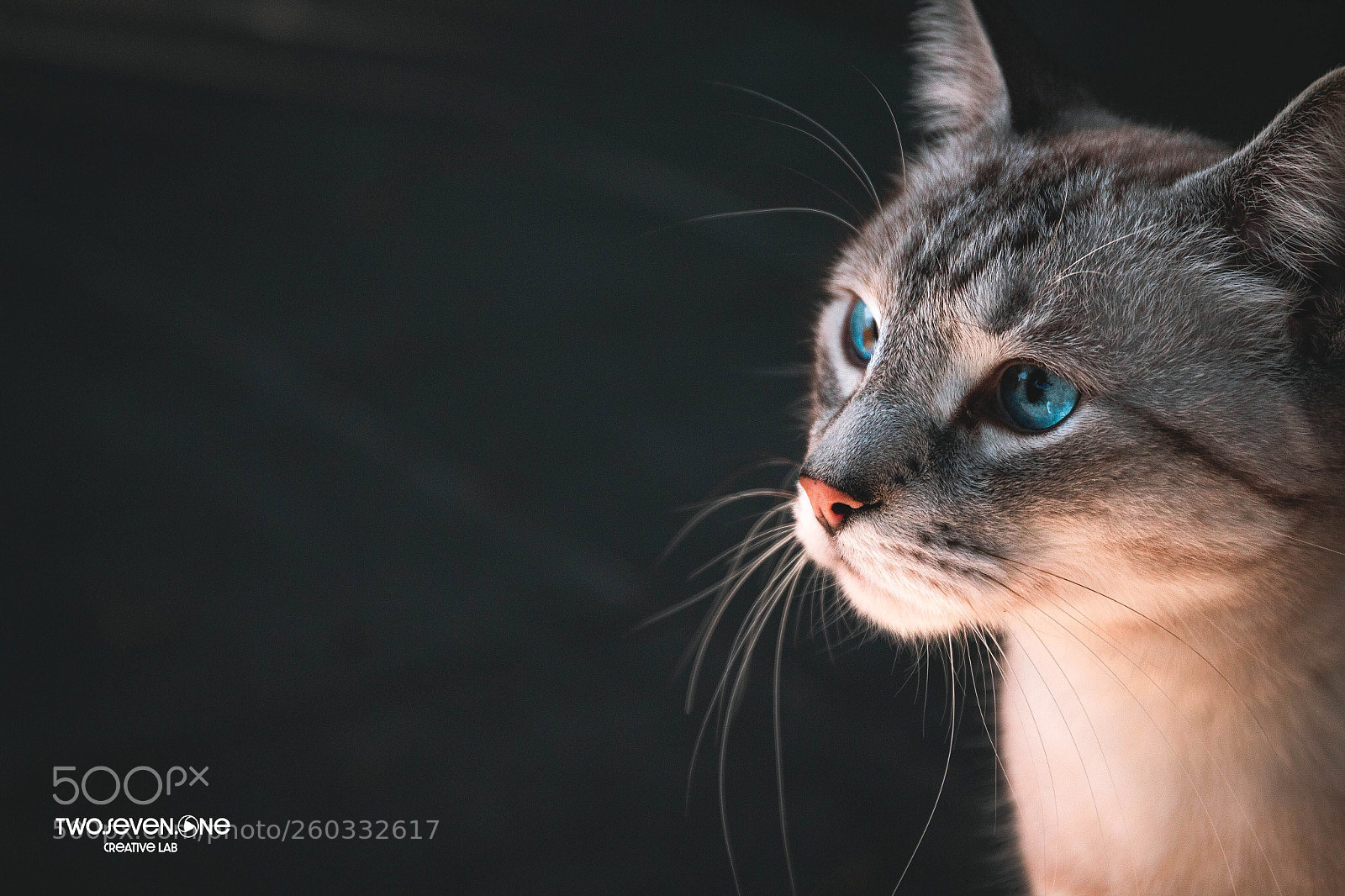 Canon EOS 1300D (EOS Rebel T6 / EOS Kiss X80) sample photo. Well hello mr cat photography