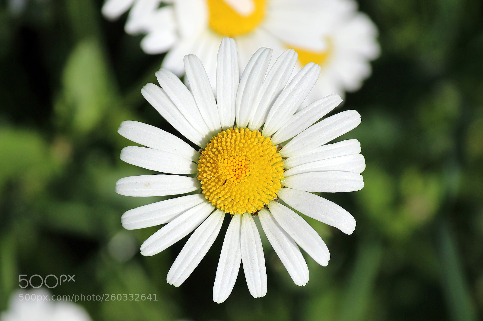 Canon EOS 600D (Rebel EOS T3i / EOS Kiss X5) sample photo. Light in the life photography