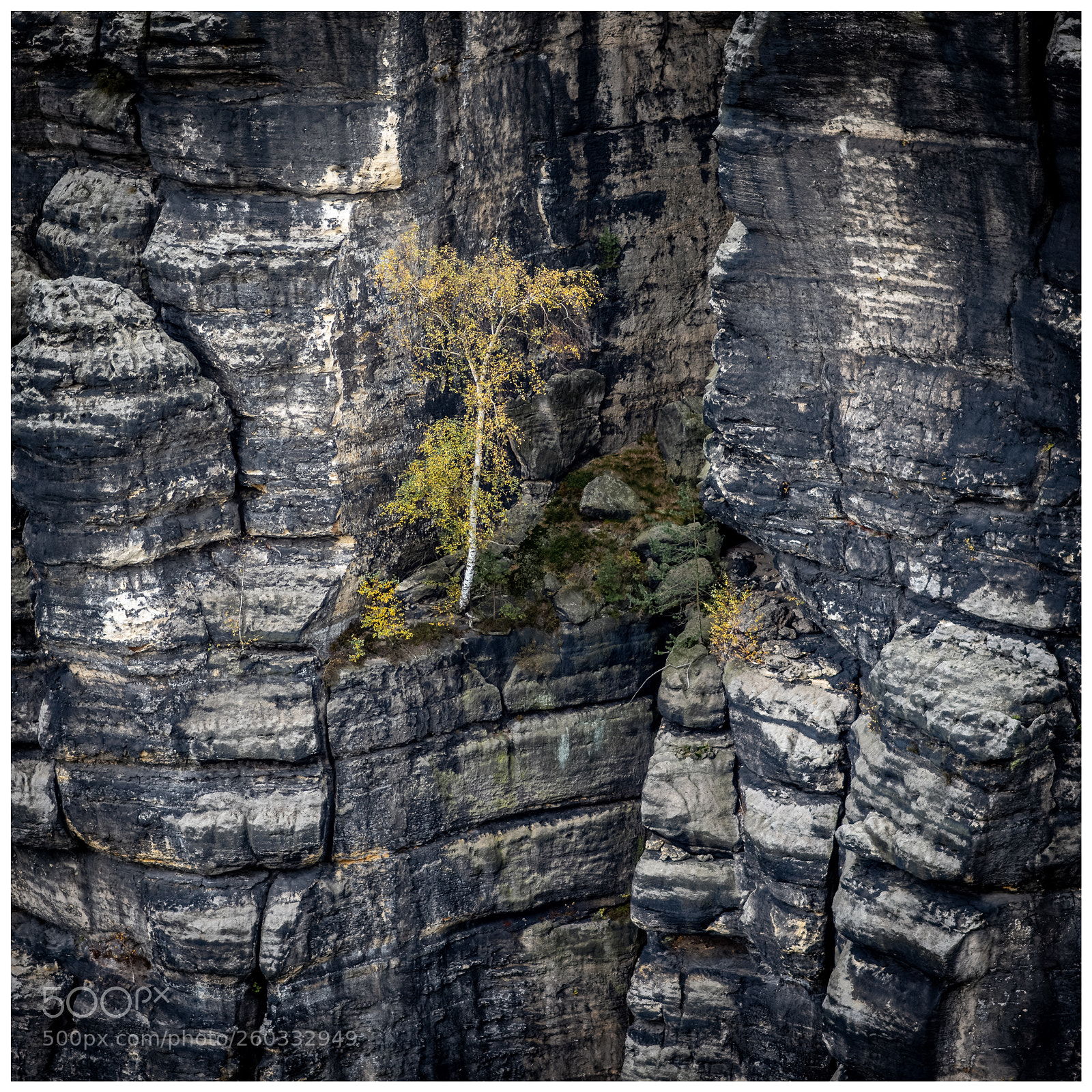 Nikon D810 sample photo. Surviving photography