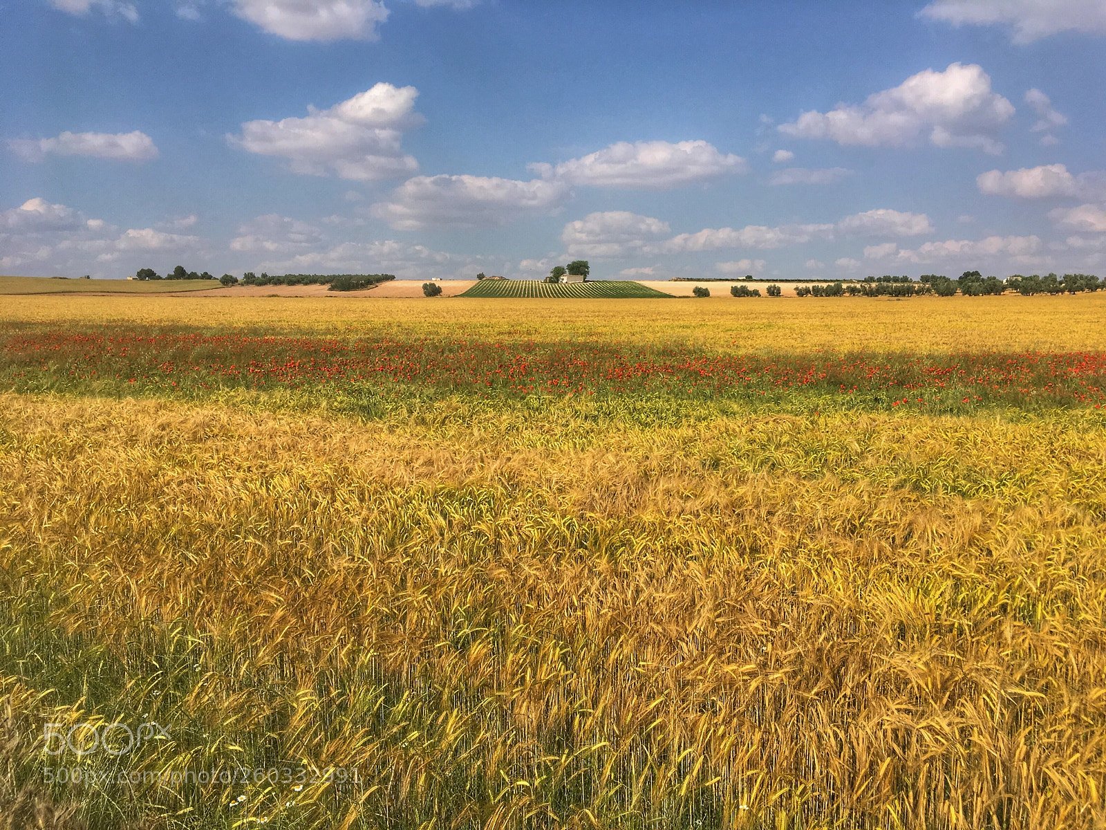 Apple iPhone SE sample photo. Yellow photography