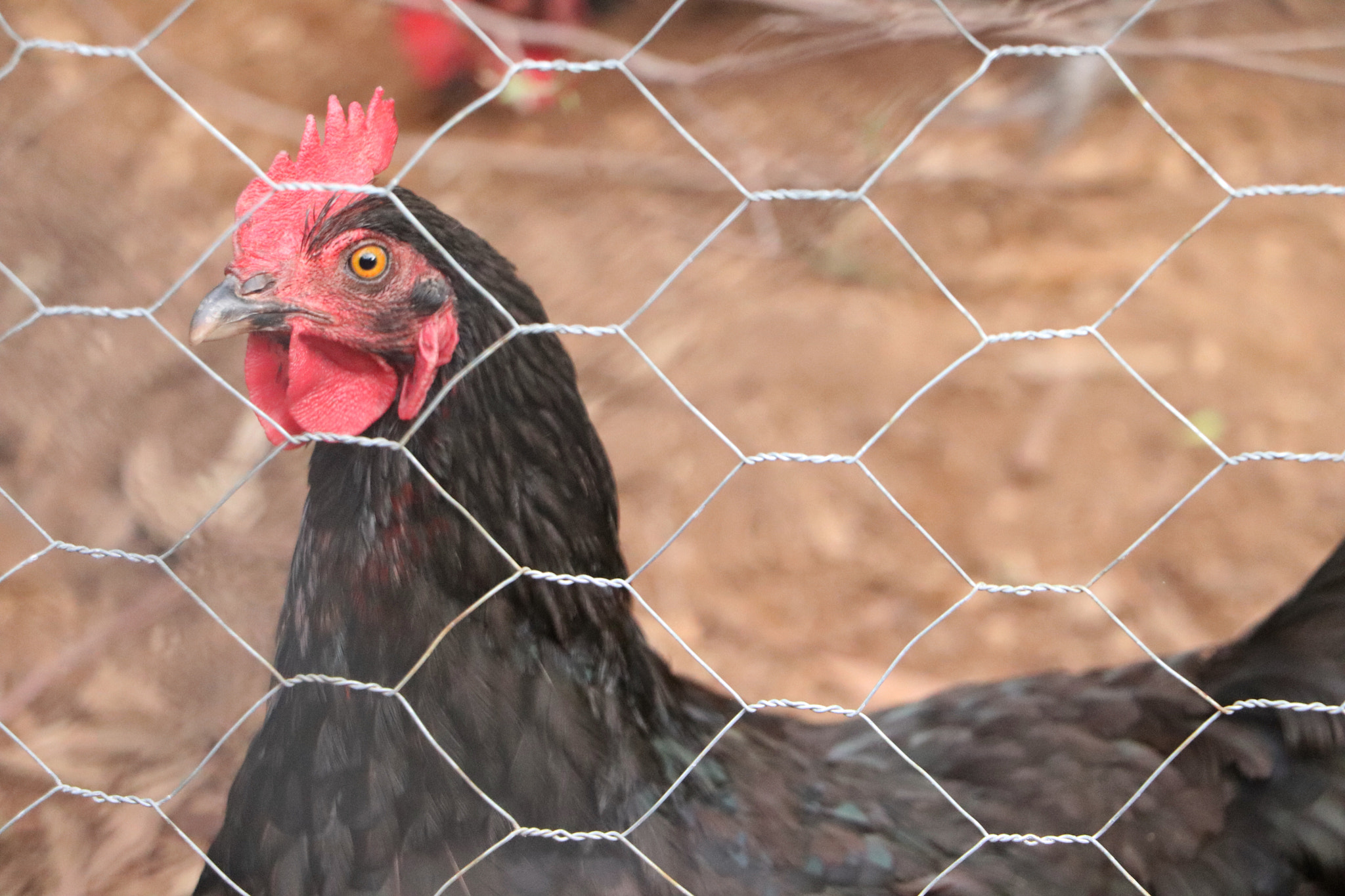 Canon EOS 800D (EOS Rebel T7i / EOS Kiss X9i) sample photo. Black chicken photography