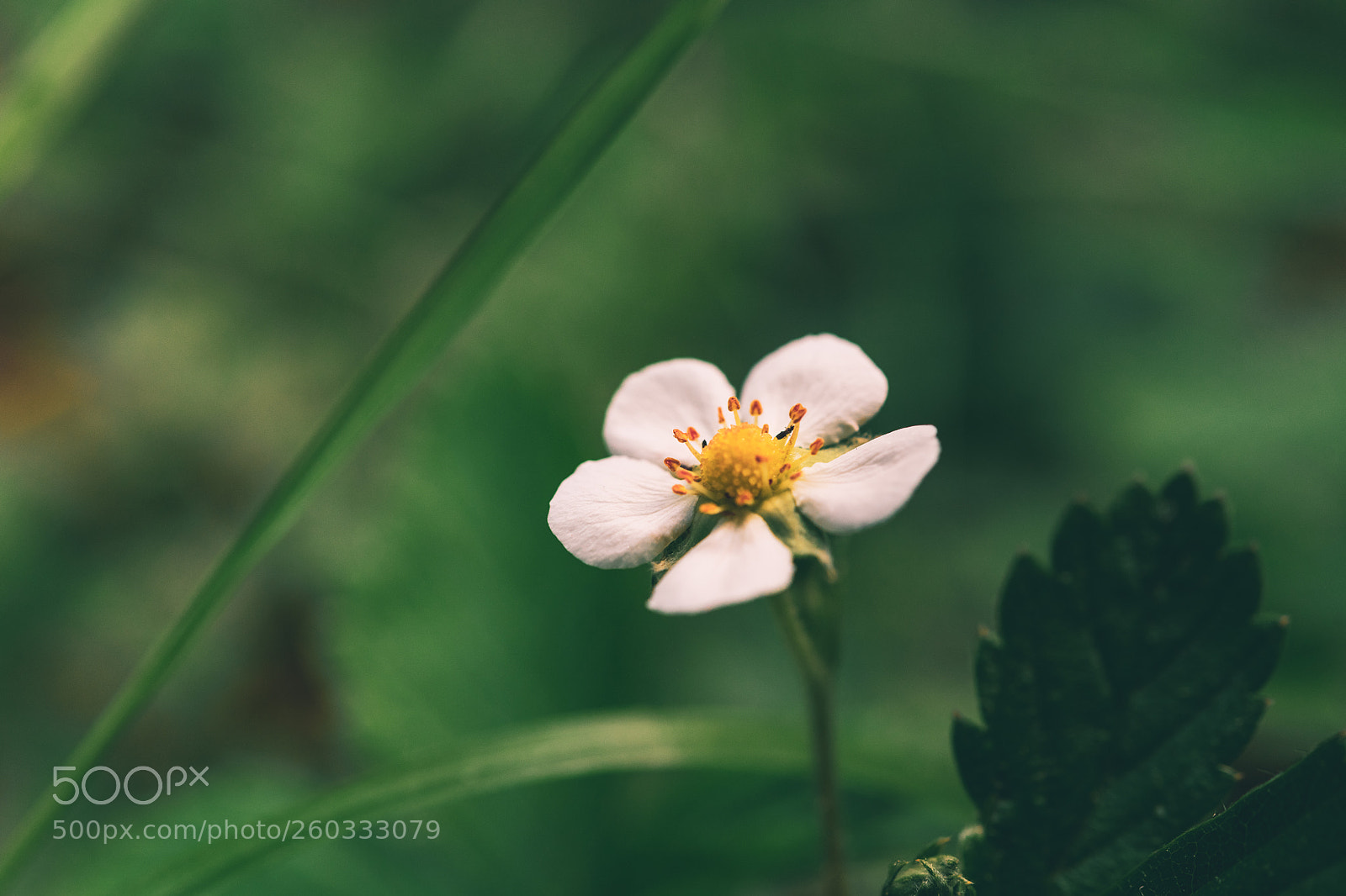 Nikon D850 sample photo. Garden view photography