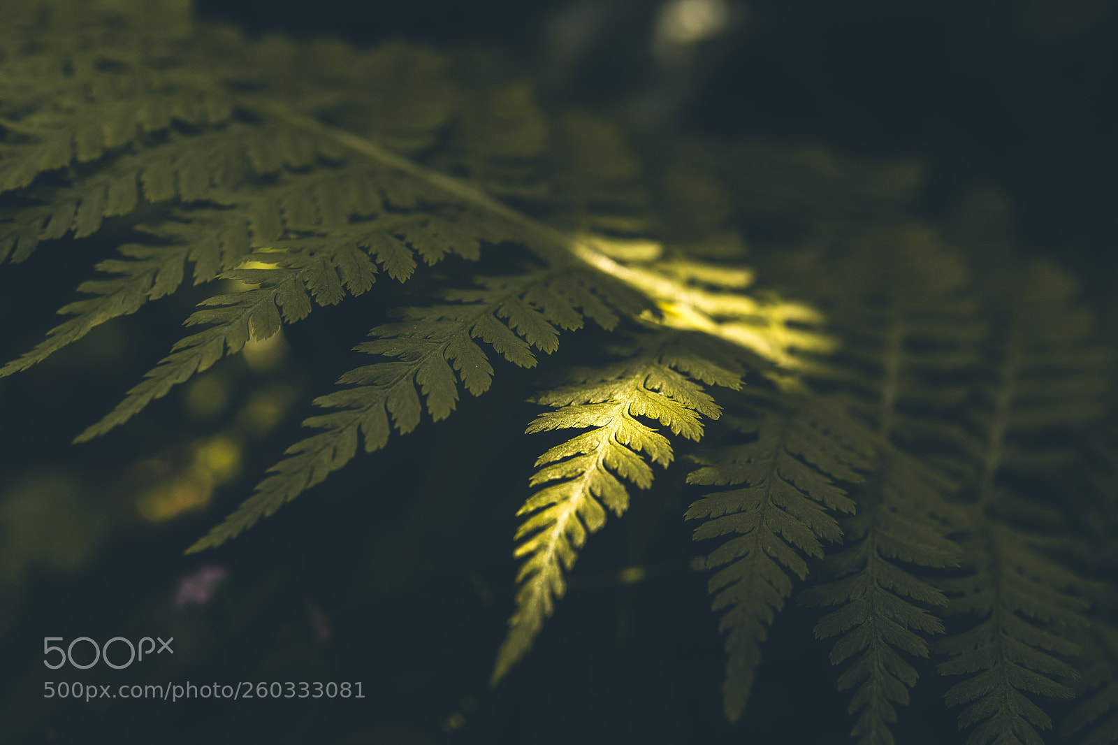 Nikon D850 sample photo. Garden view photography