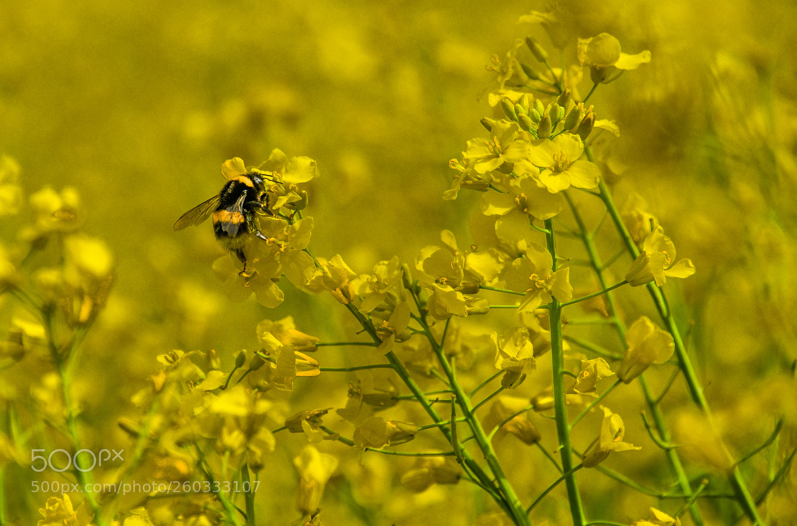 Nikon D850 sample photo. Yellow world photography
