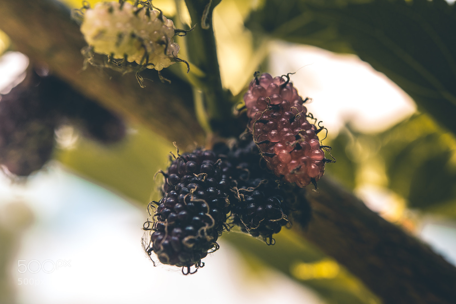 Nikon D850 sample photo. Garden view photography