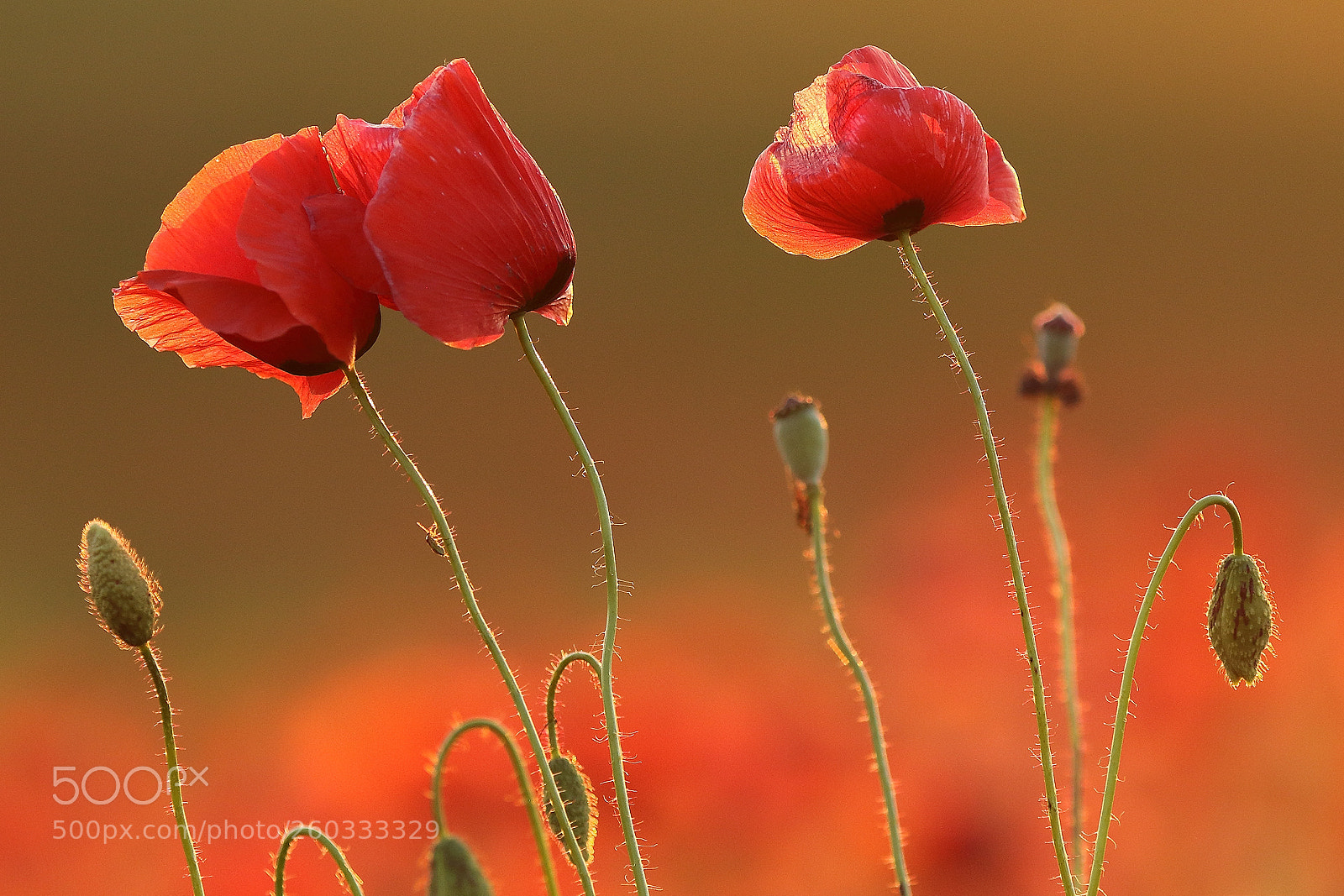 Canon EOS 7D Mark II sample photo. Poppy photography
