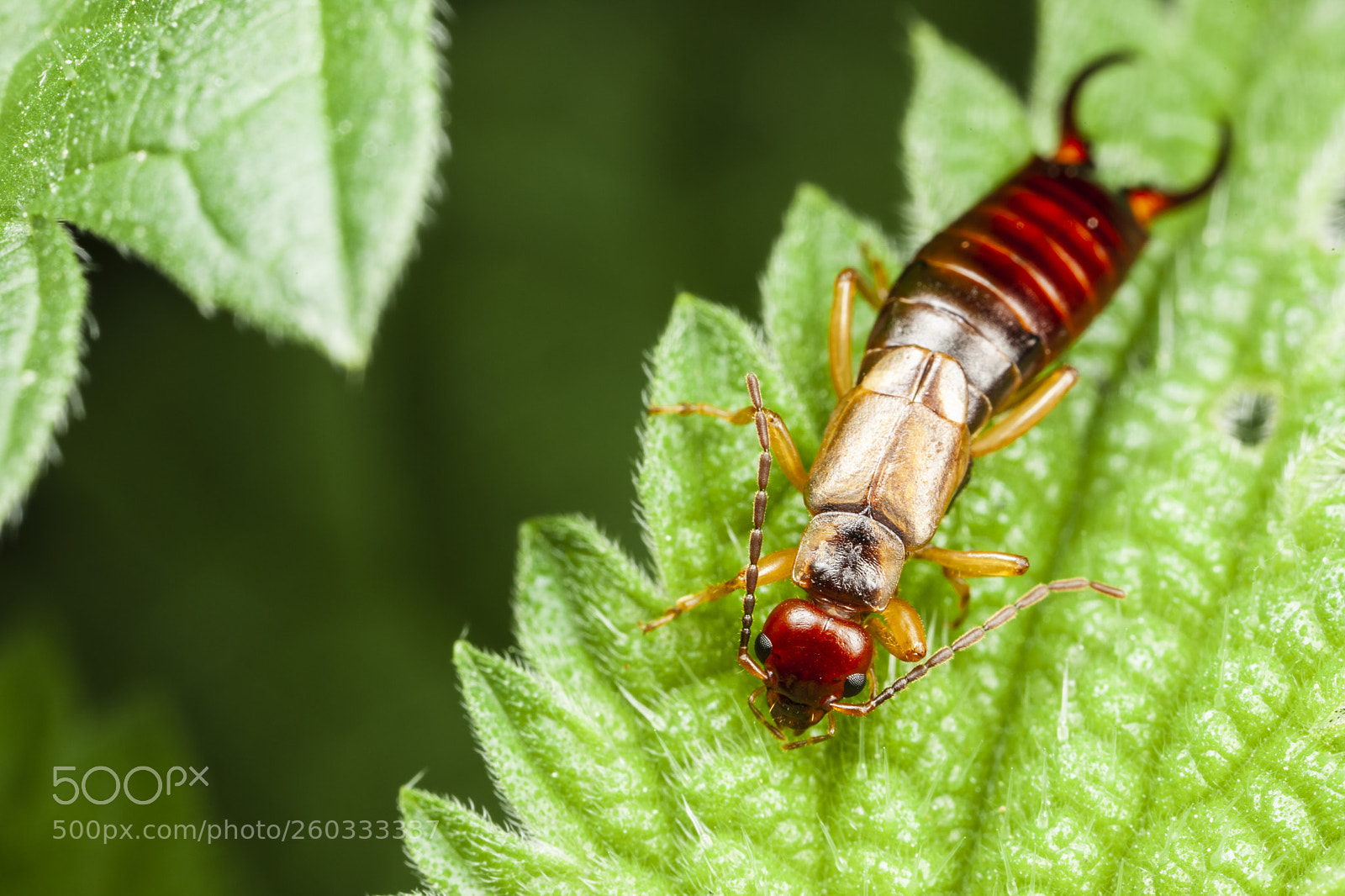 Canon EOS 5D Mark II sample photo. Earwig photography