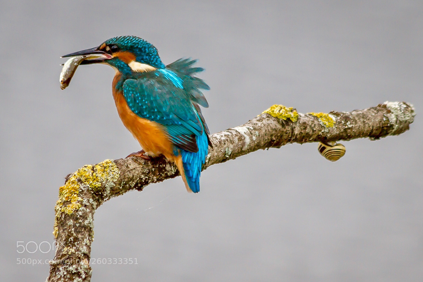 Canon EOS 7D sample photo. Kingfisher la brenne france photography