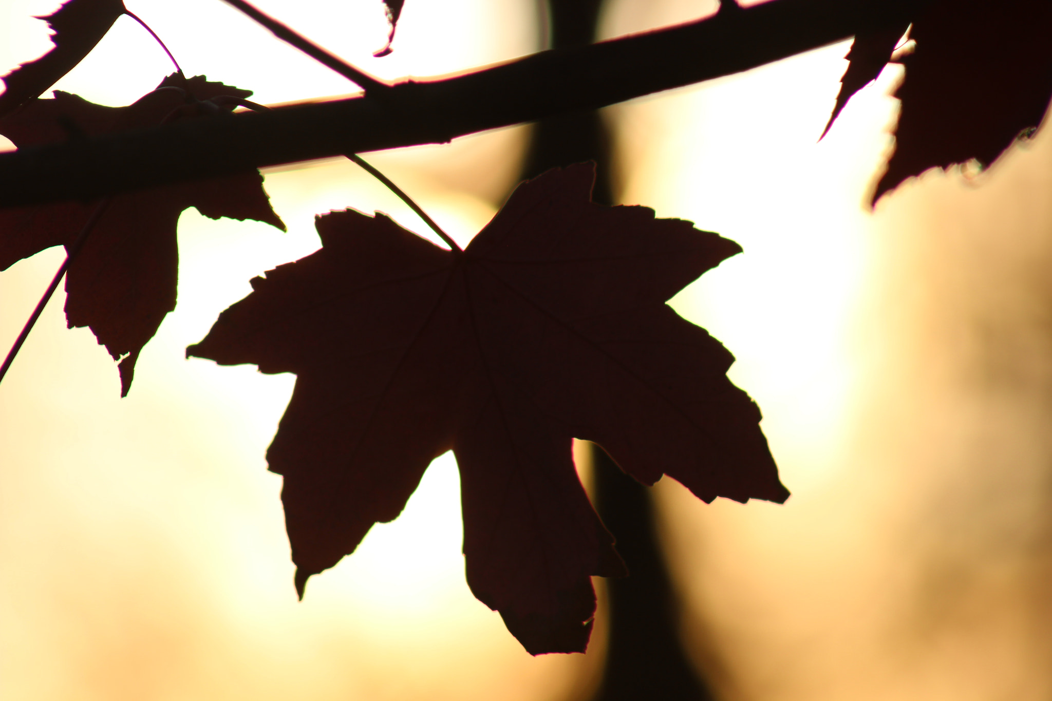 Canon EF 75-300mm f/4-5.6 sample photo. Weird lighting photography