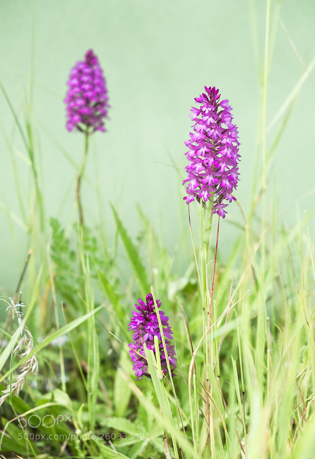 Fujifilm X-T20 sample photo. Orchis pyramidal photography