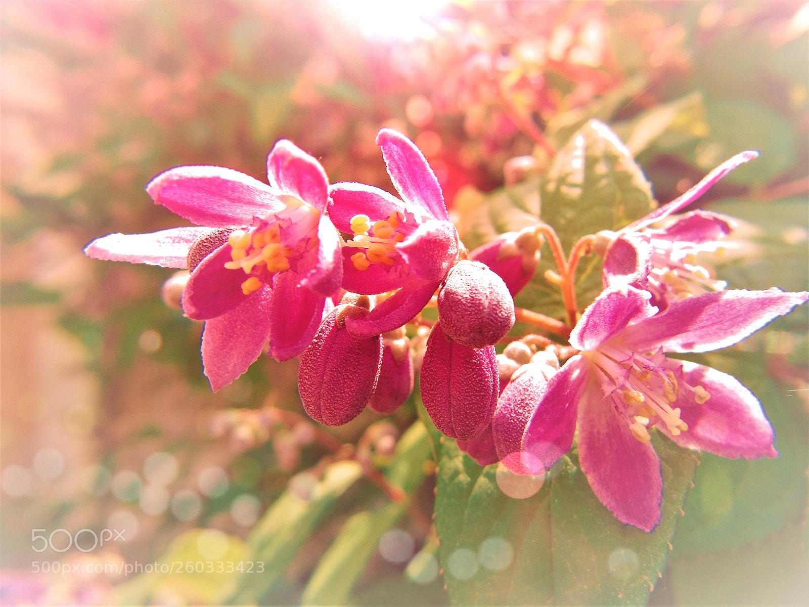 Sony Cyber-shot DSC-H400 sample photo. Buds light photography